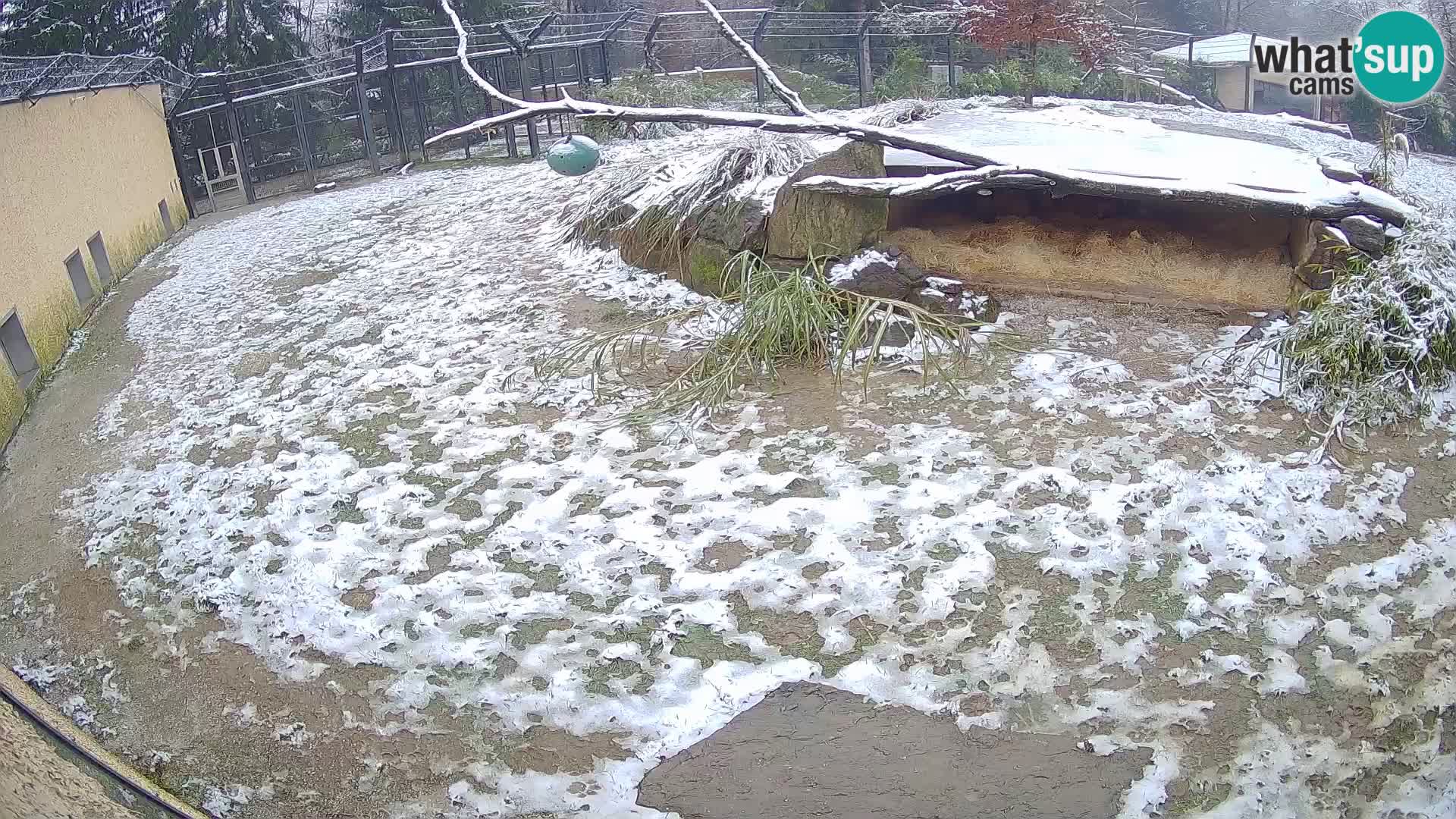 LEONE live Webcam nello zoo di Lubiana – Slovenia