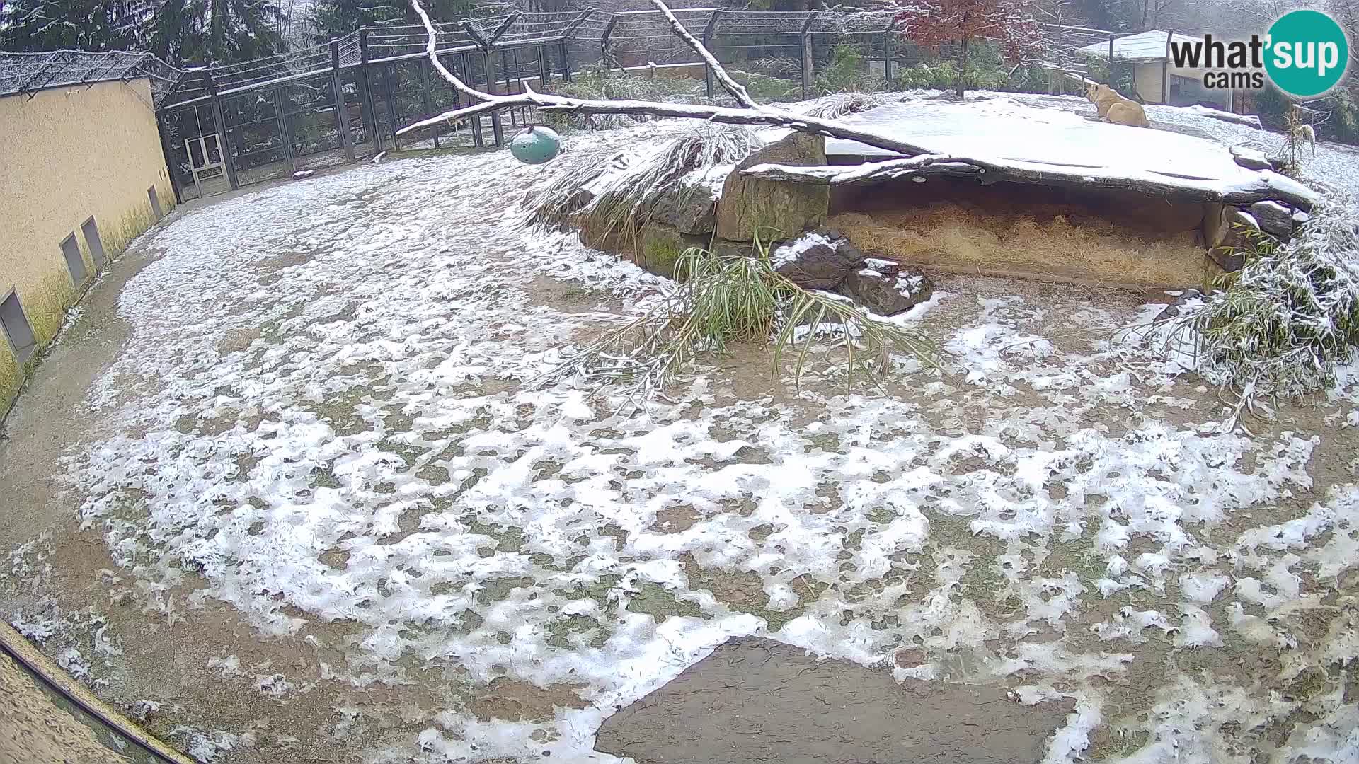 Löwe live Webcam im Zoo von Ljubljana – Slowenien