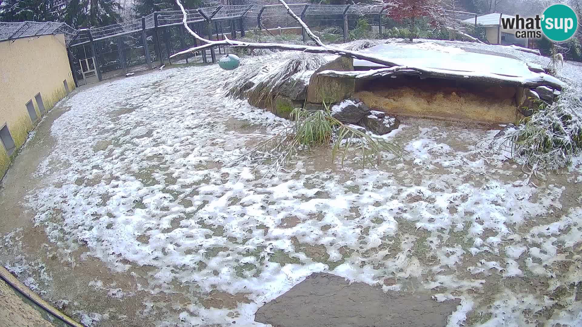 LEONE live Webcam nello zoo di Lubiana – Slovenia