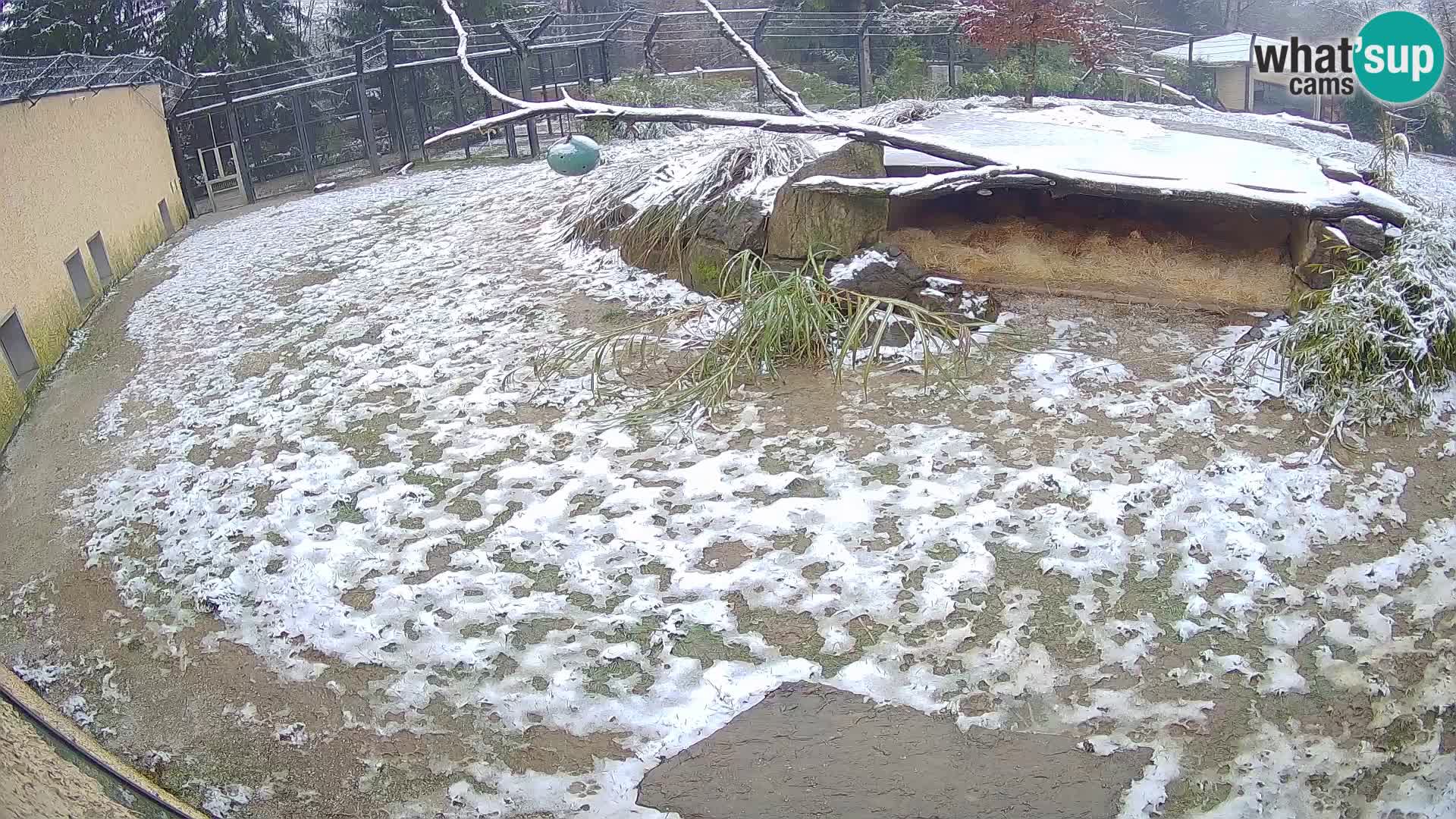 LEONE live Webcam nello zoo di Lubiana – Slovenia