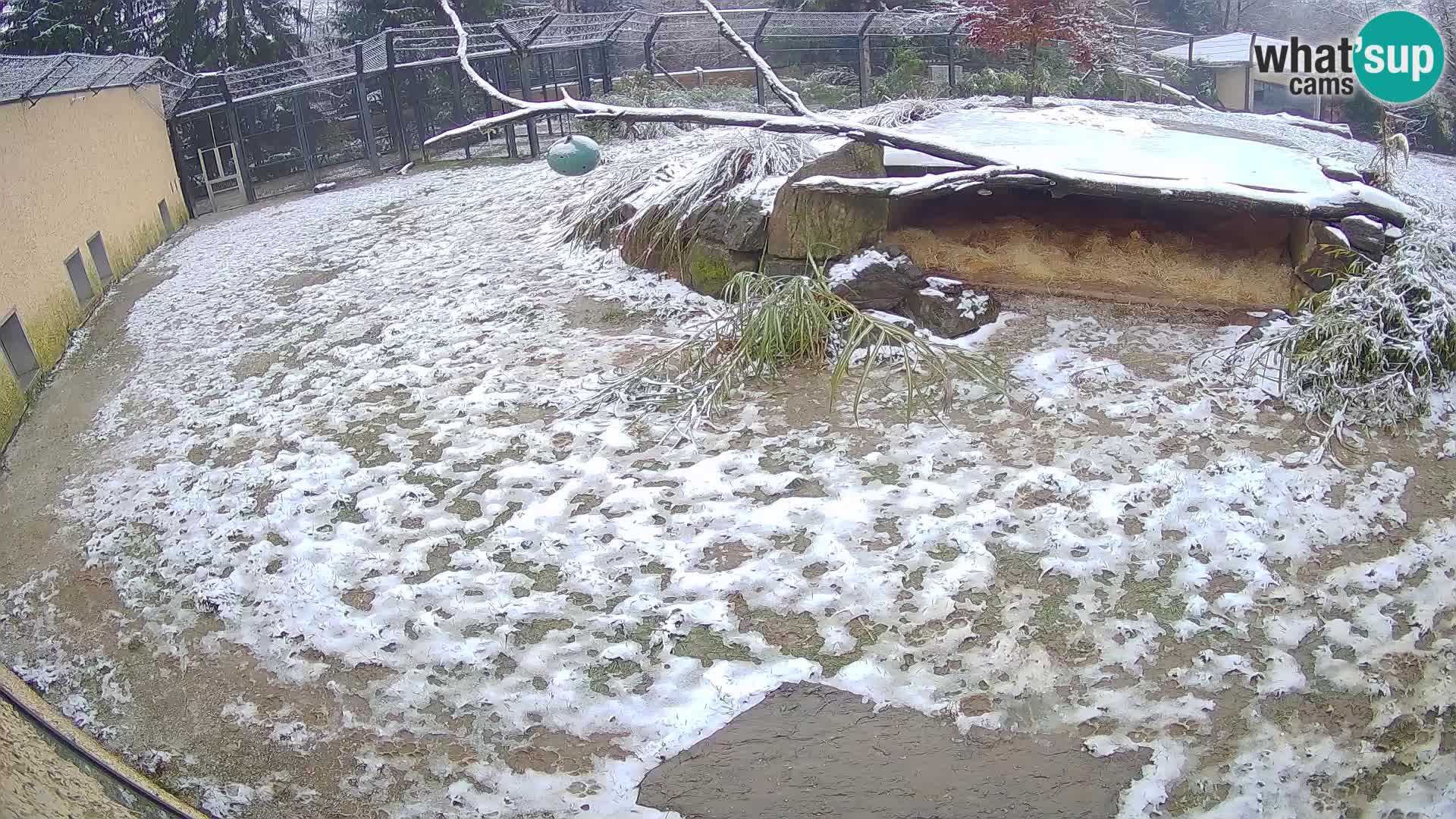 LEONE live Webcam nello zoo di Lubiana – Slovenia