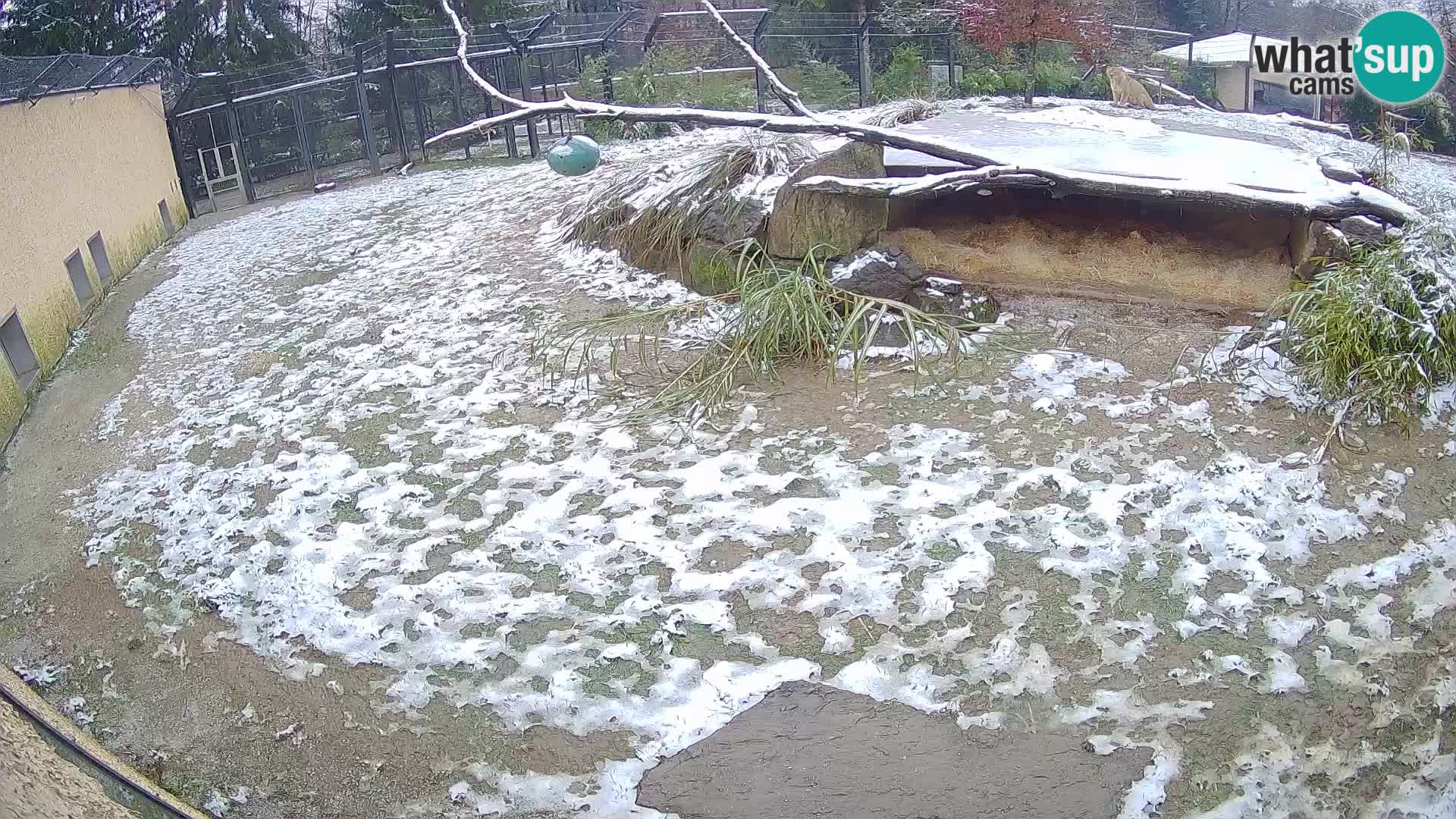 LEONE live Webcam nello zoo di Lubiana – Slovenia