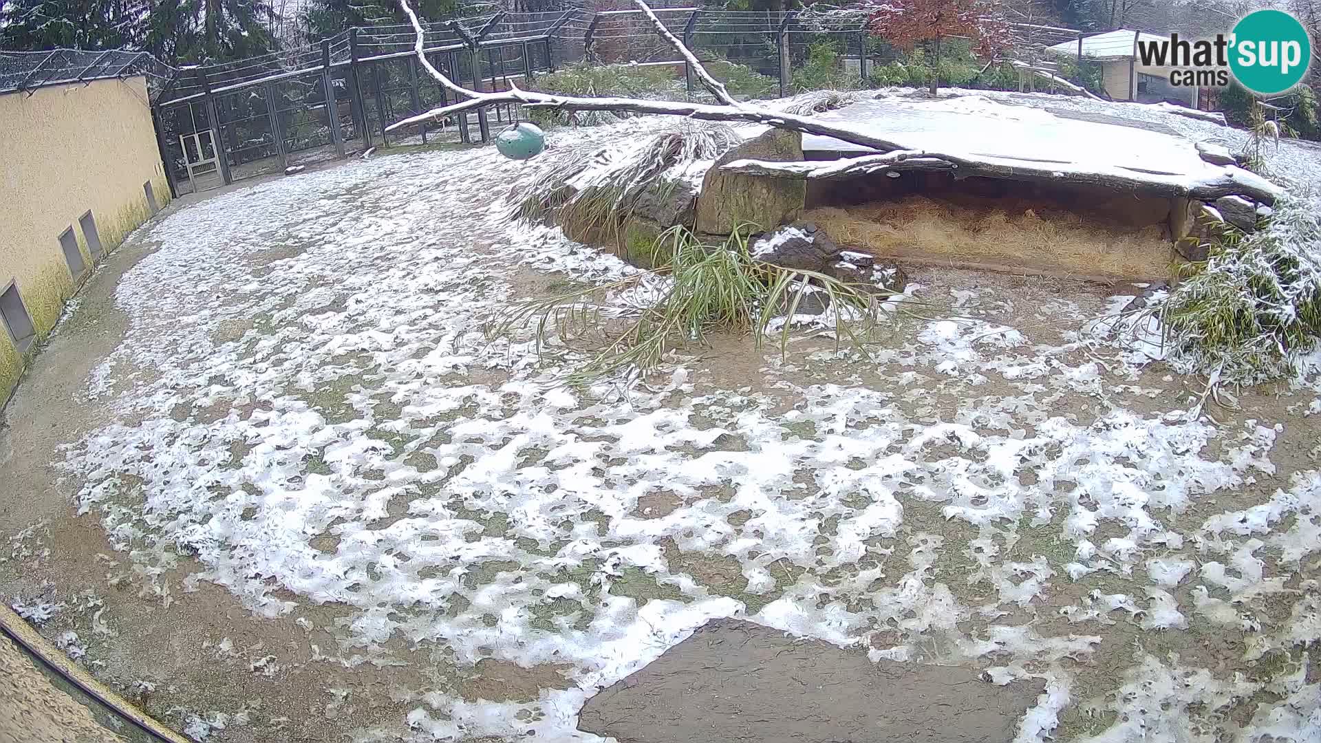 Löwe live Webcam im Zoo von Ljubljana – Slowenien