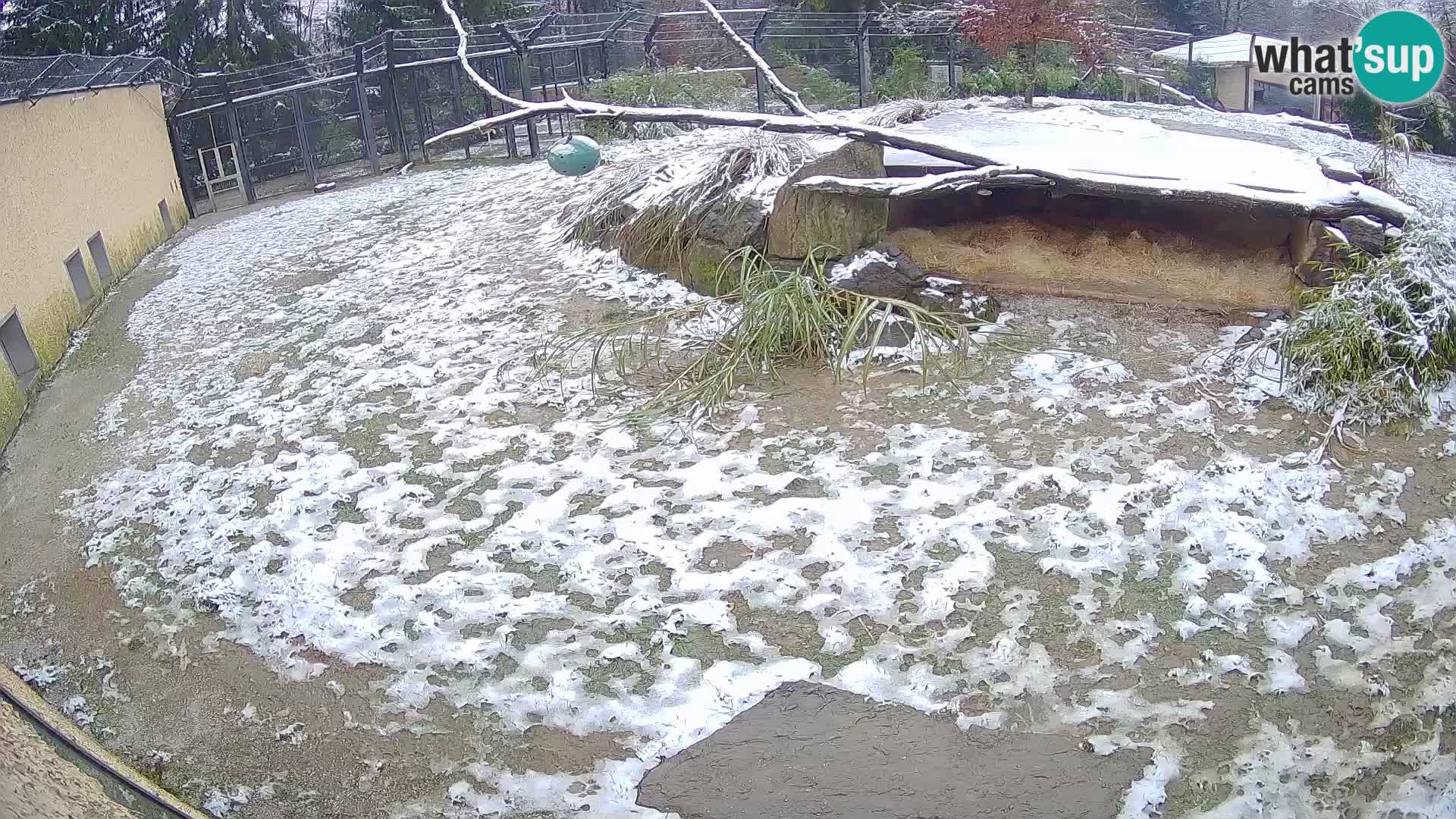 LEONE live Webcam nello zoo di Lubiana – Slovenia