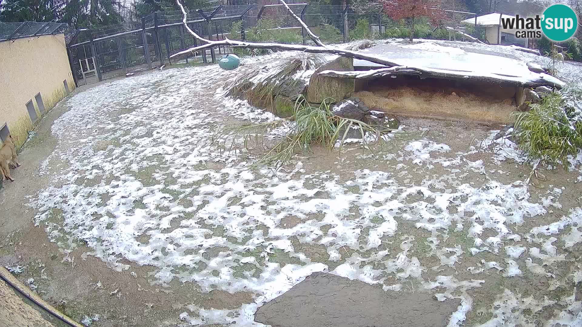 LEONE live Webcam nello zoo di Lubiana – Slovenia