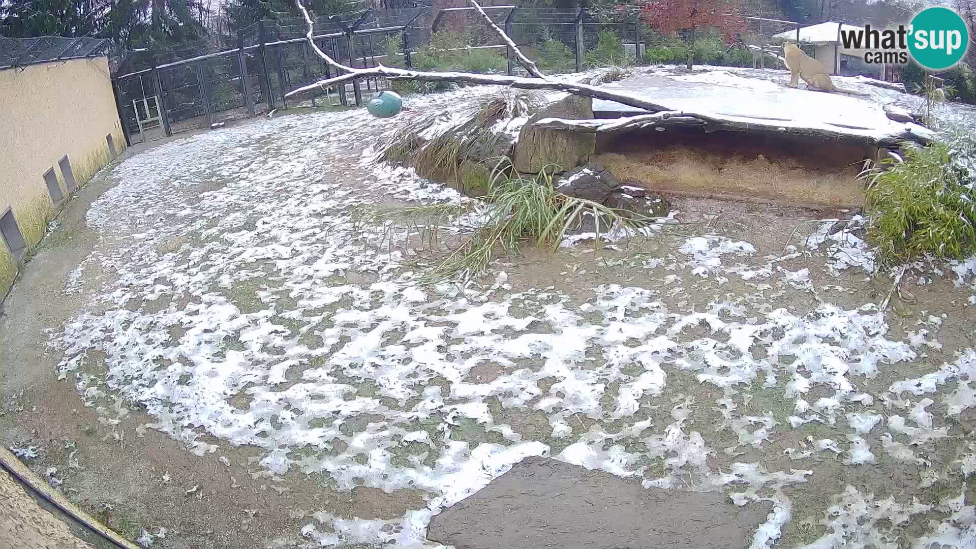 LEONE live Webcam nello zoo di Lubiana – Slovenia