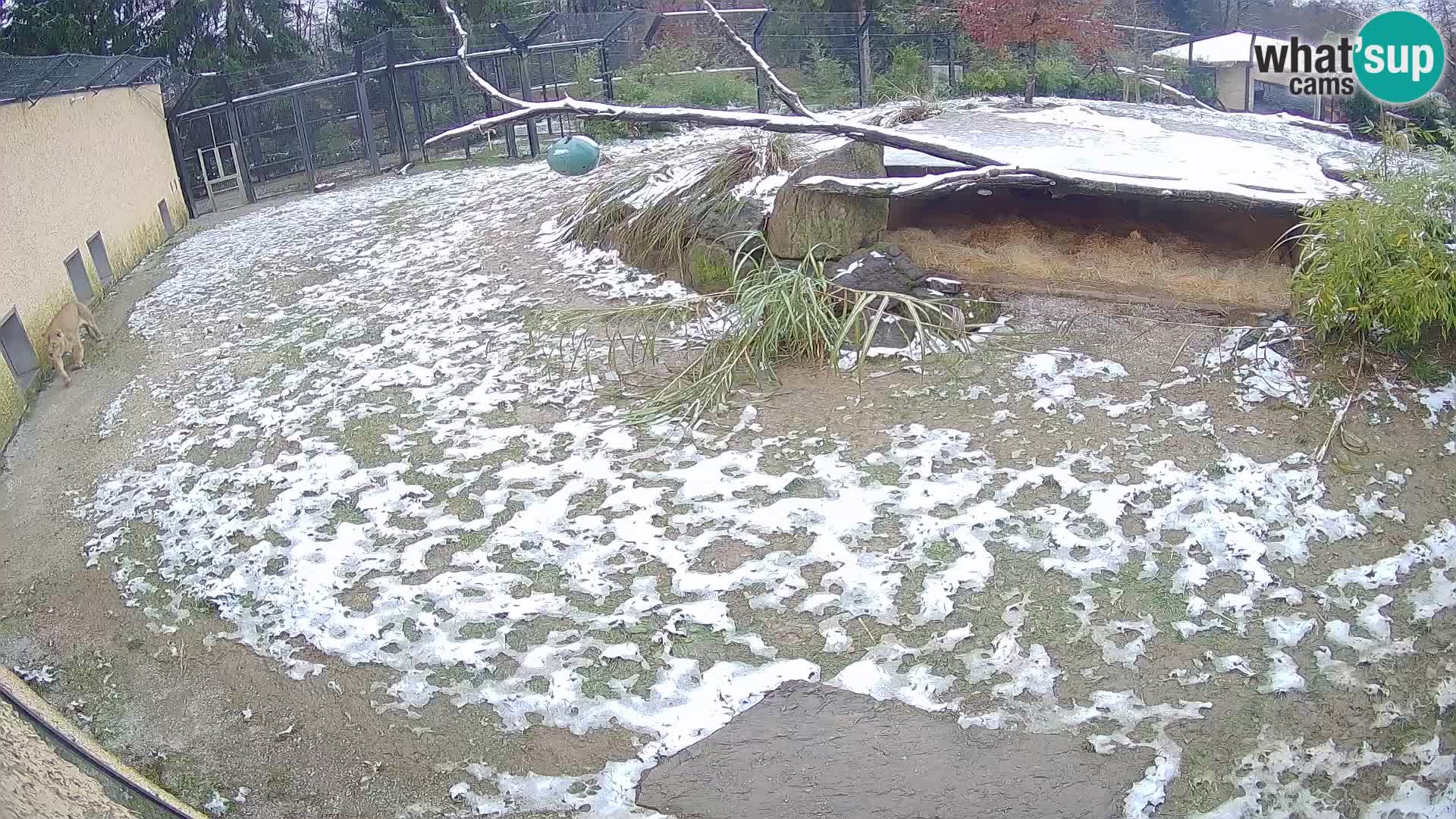 LEONE live Webcam nello zoo di Lubiana – Slovenia