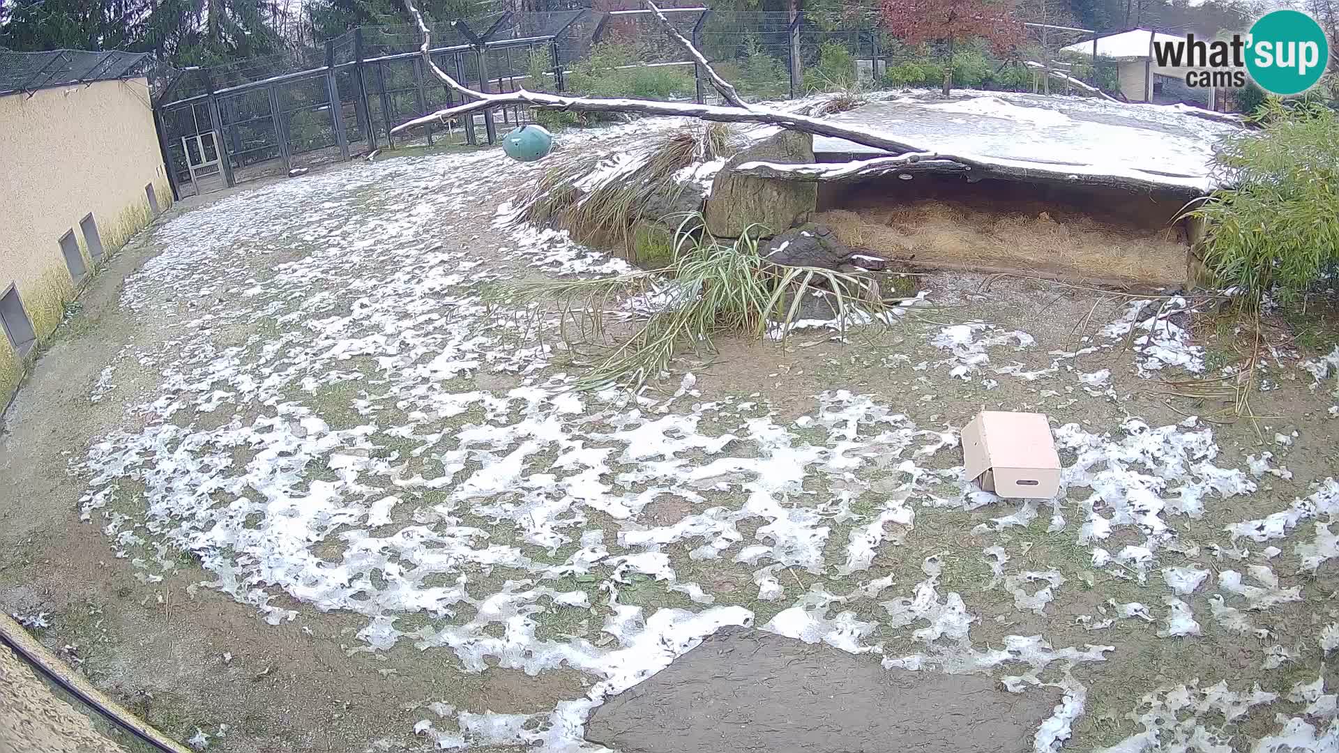 LEON Webcam en vivo en Ljubljana Zoo – Eslovenia