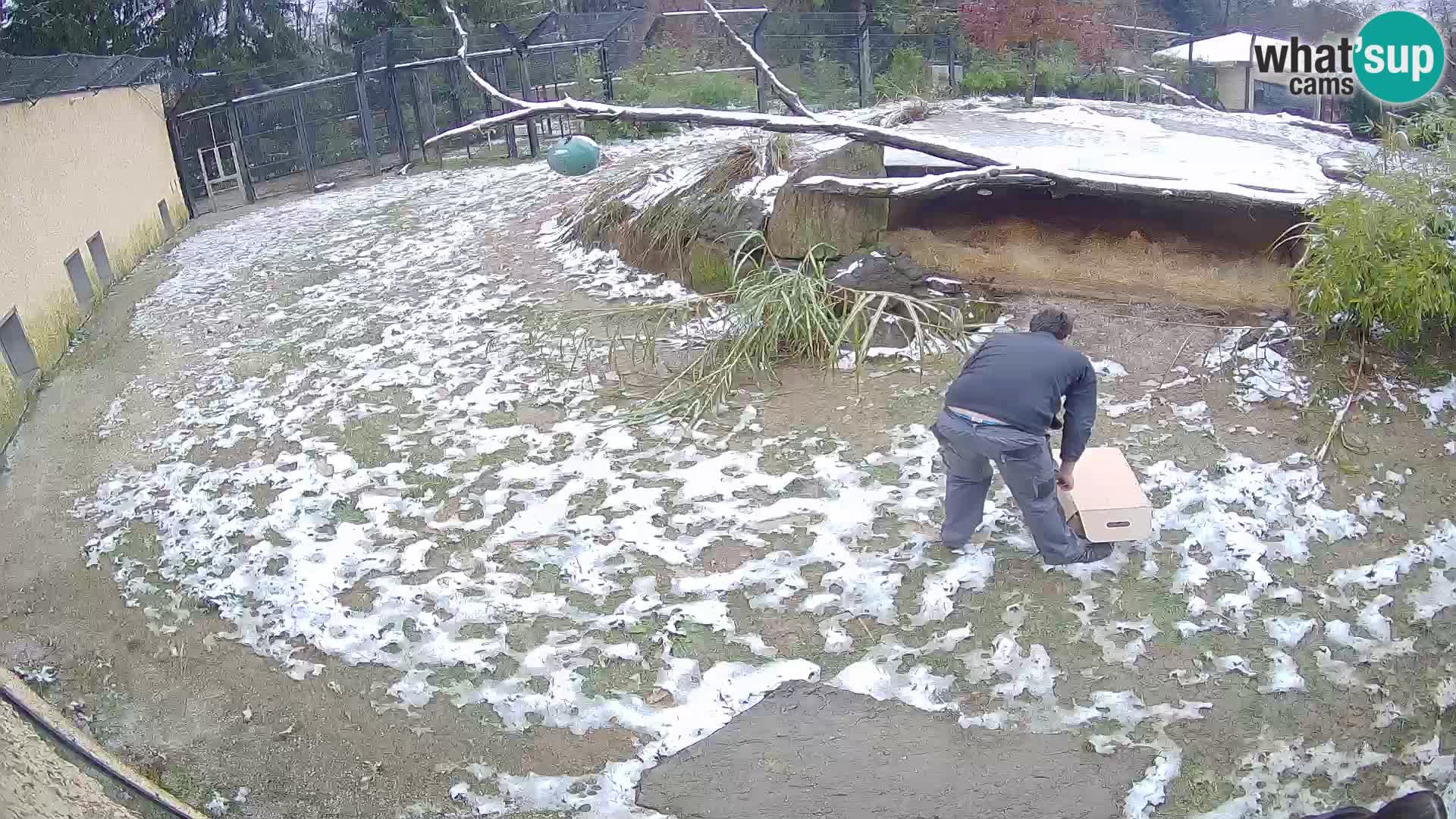 Löwe live Webcam im Zoo von Ljubljana – Slowenien