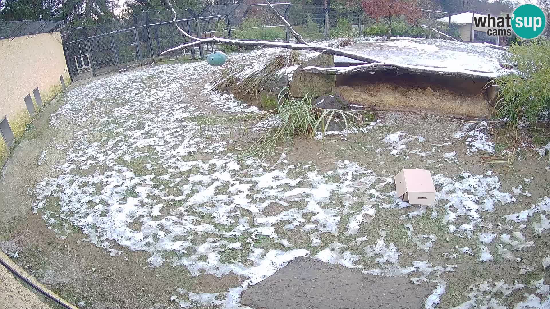 LEON Webcam en vivo en Ljubljana Zoo – Eslovenia