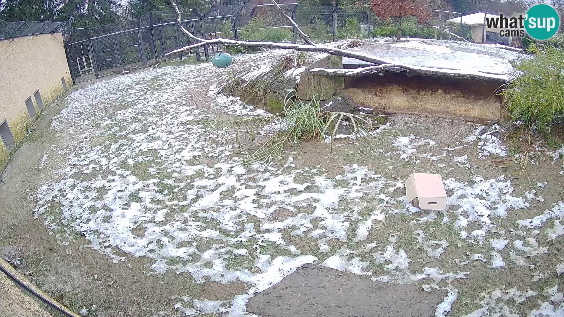 LEONE live Webcam nello zoo di Lubiana – Slovenia