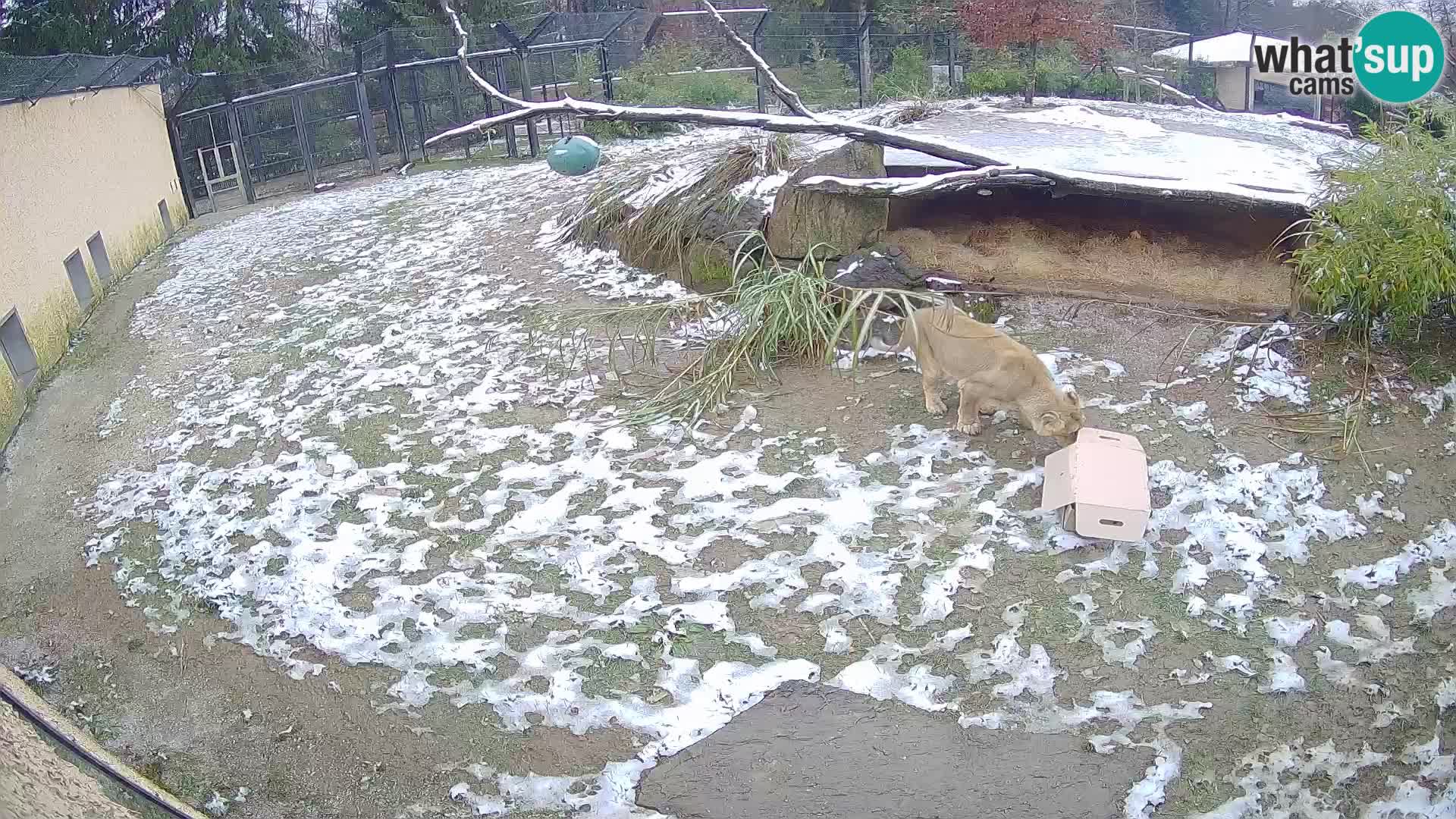 LEONE live Webcam nello zoo di Lubiana – Slovenia