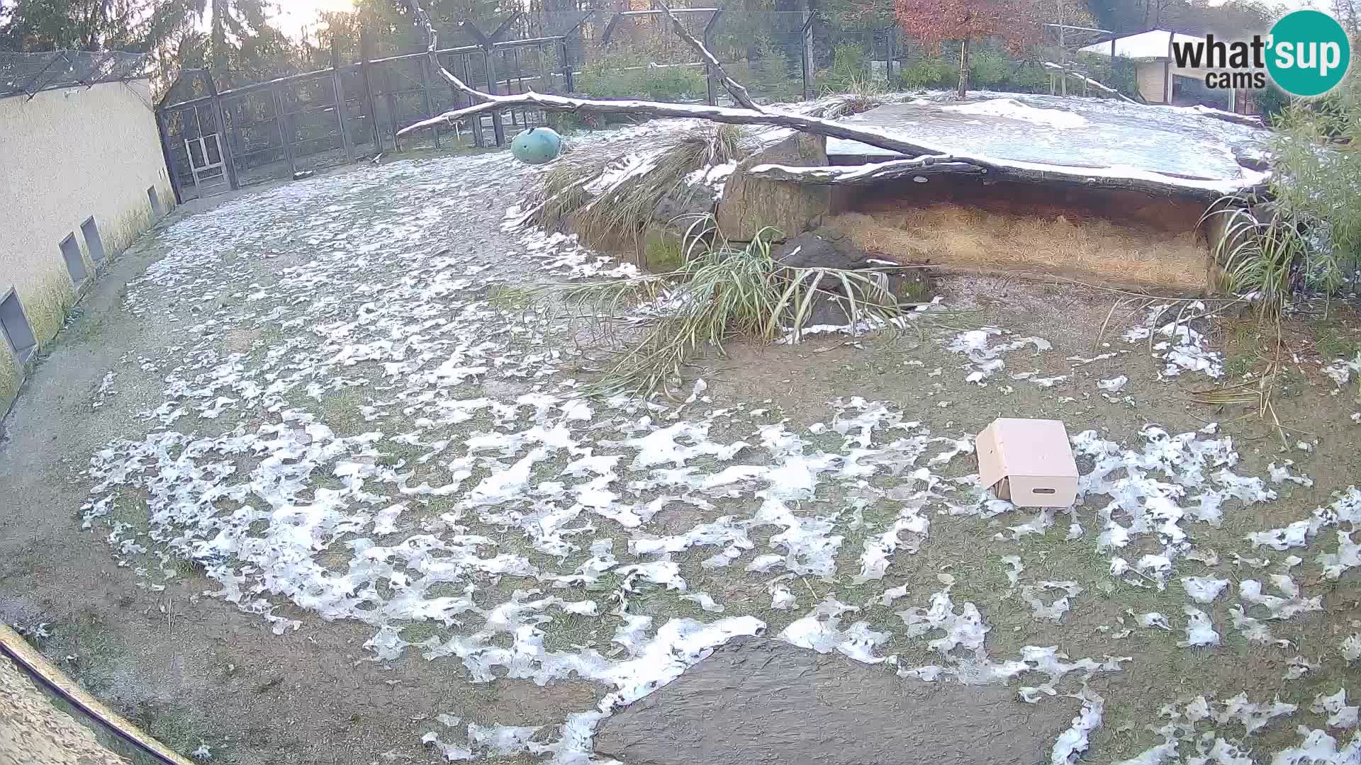 Löwe live Webcam im Zoo von Ljubljana – Slowenien