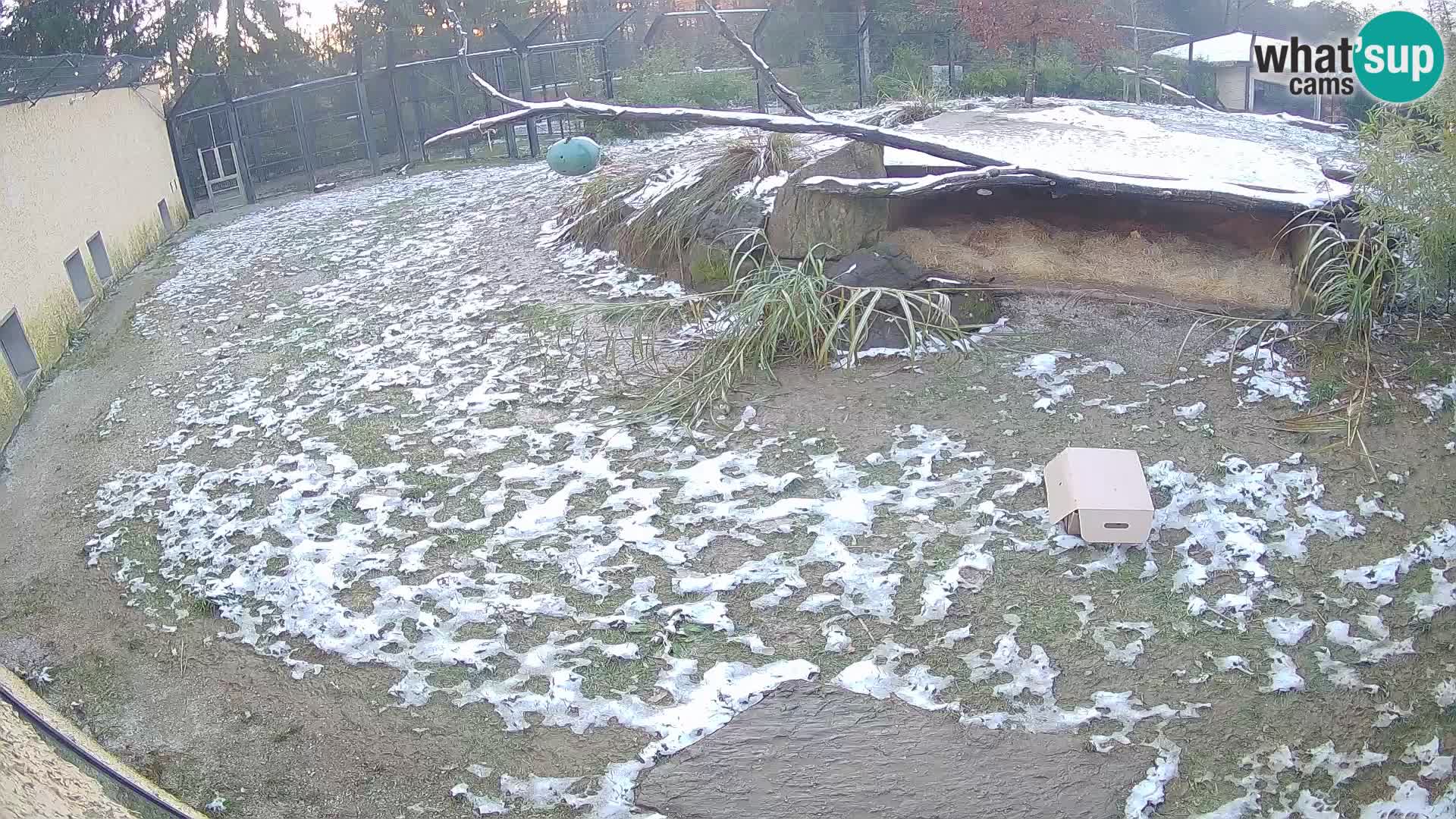 LEONE live Webcam nello zoo di Lubiana – Slovenia