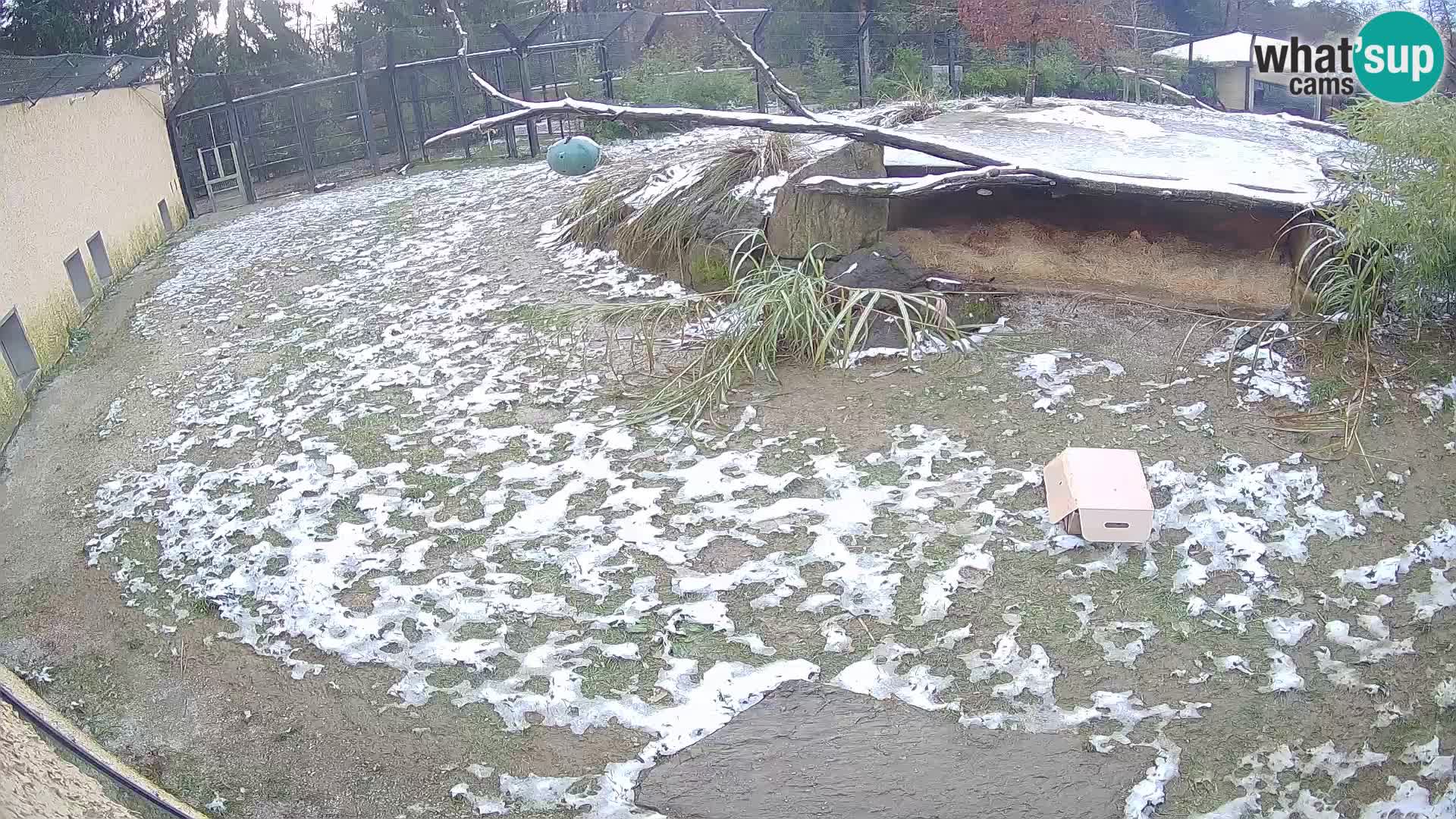 Löwe live Webcam im Zoo von Ljubljana – Slowenien