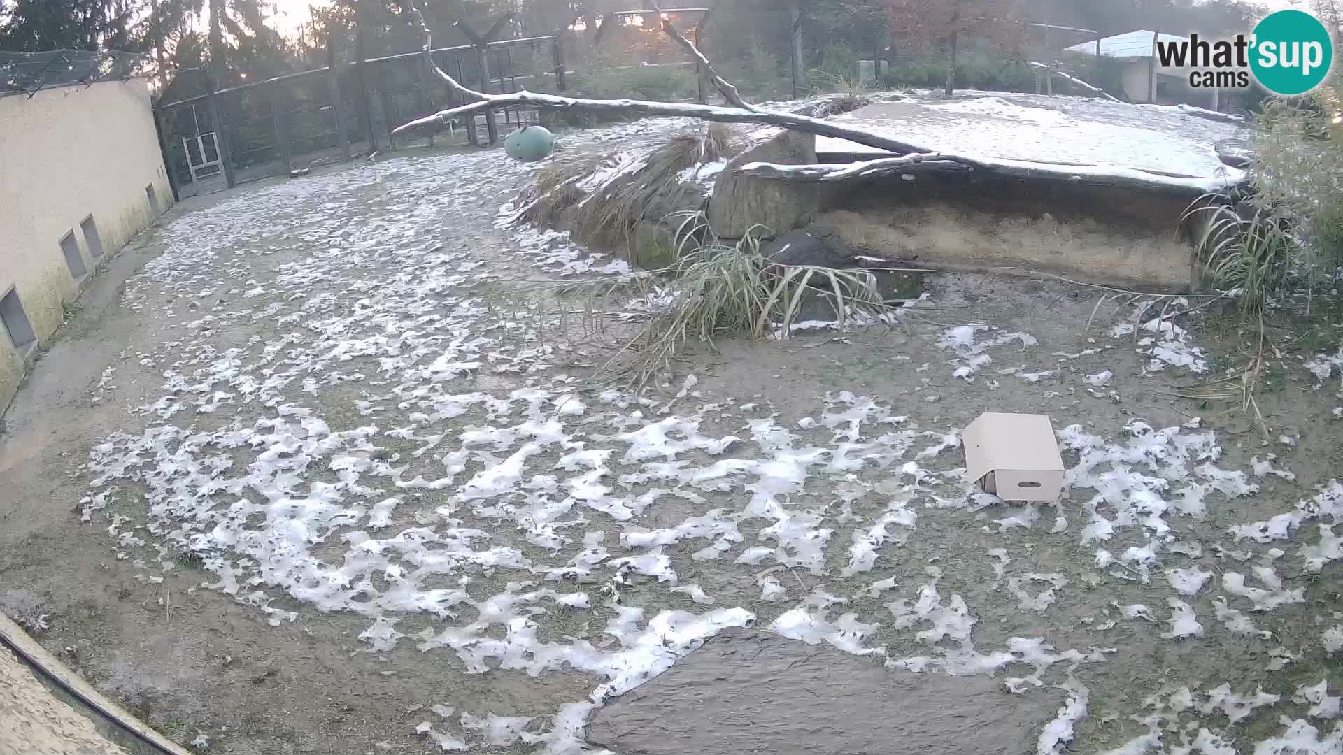 LEONE live Webcam nello zoo di Lubiana – Slovenia