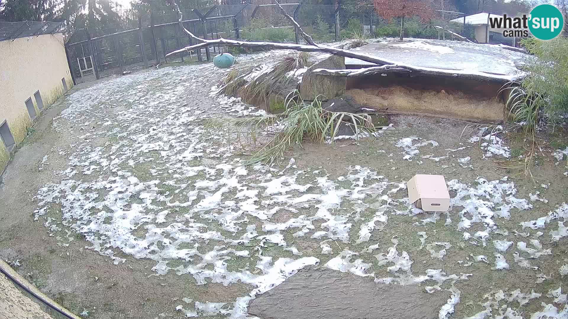 LEONE live Webcam nello zoo di Lubiana – Slovenia