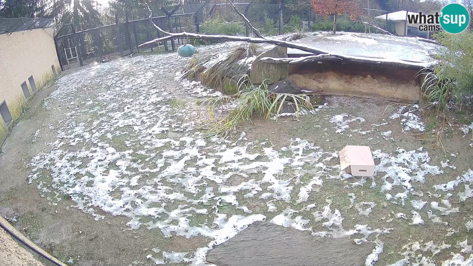 LEONE live Webcam nello zoo di Lubiana – Slovenia