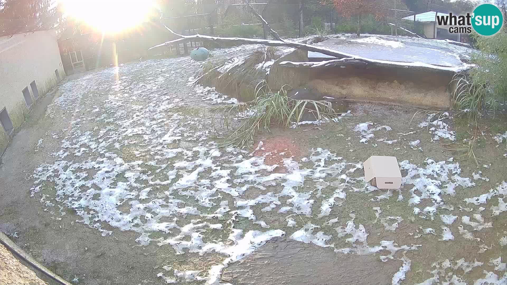 Löwe live Webcam im Zoo von Ljubljana – Slowenien