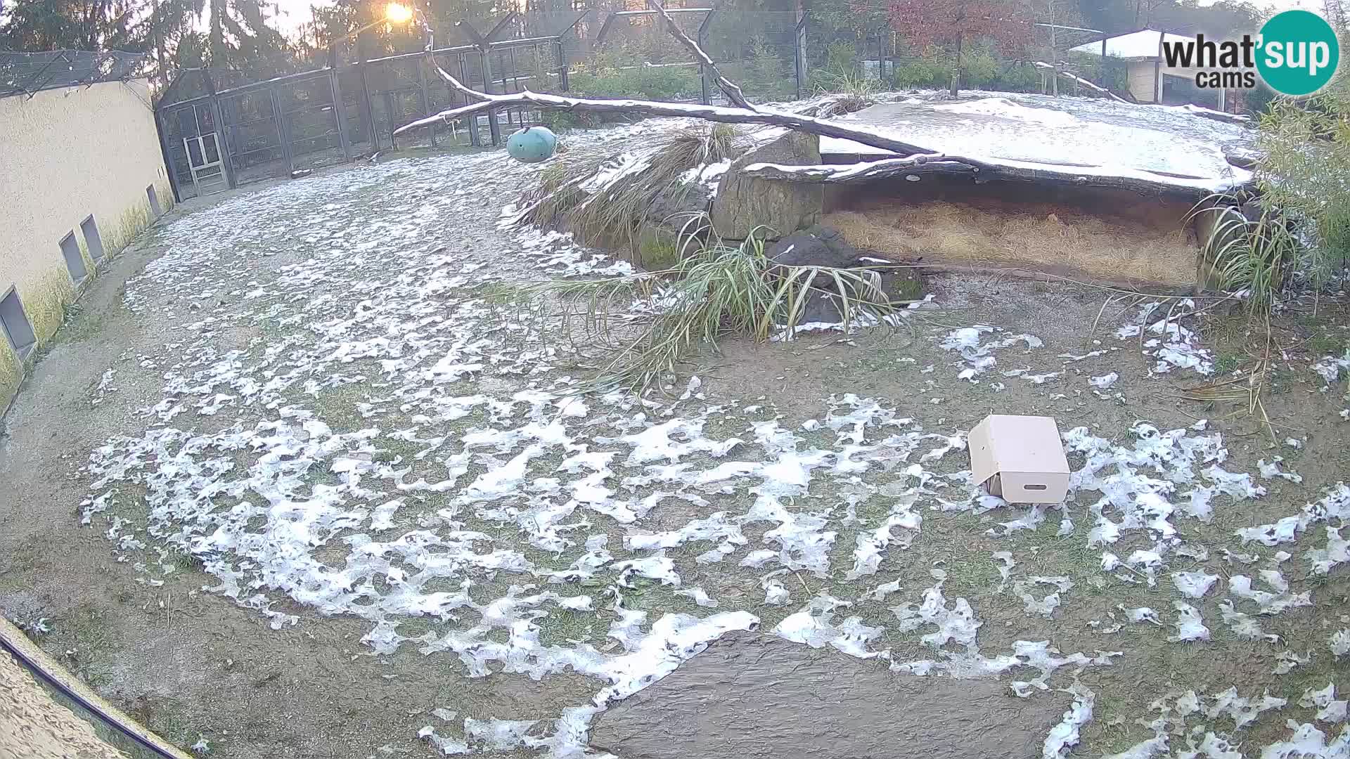 Löwe live Webcam im Zoo von Ljubljana – Slowenien