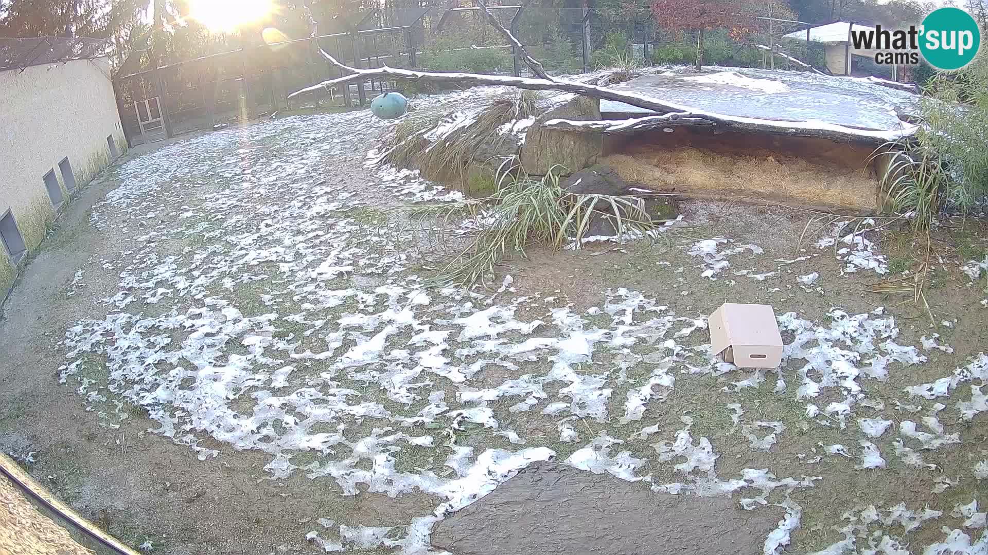 LEONE live Webcam nello zoo di Lubiana – Slovenia