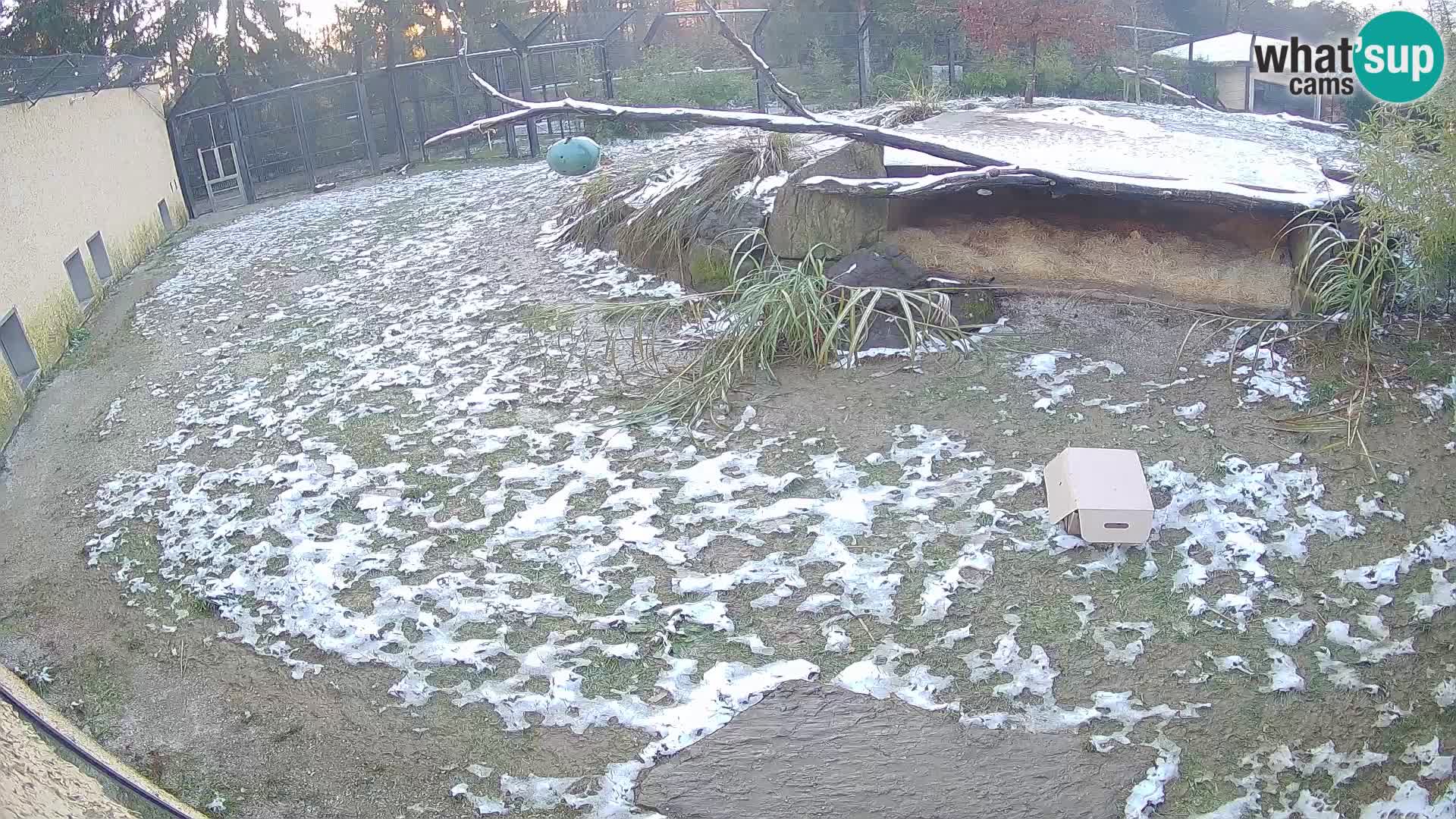 Löwe live Webcam im Zoo von Ljubljana – Slowenien