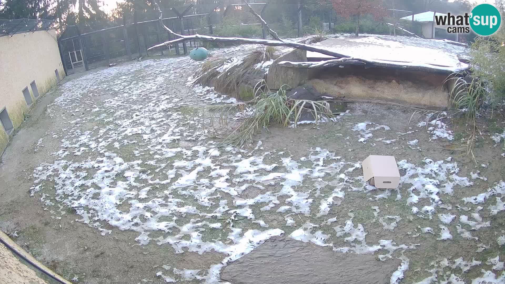 Löwe live Webcam im Zoo von Ljubljana – Slowenien