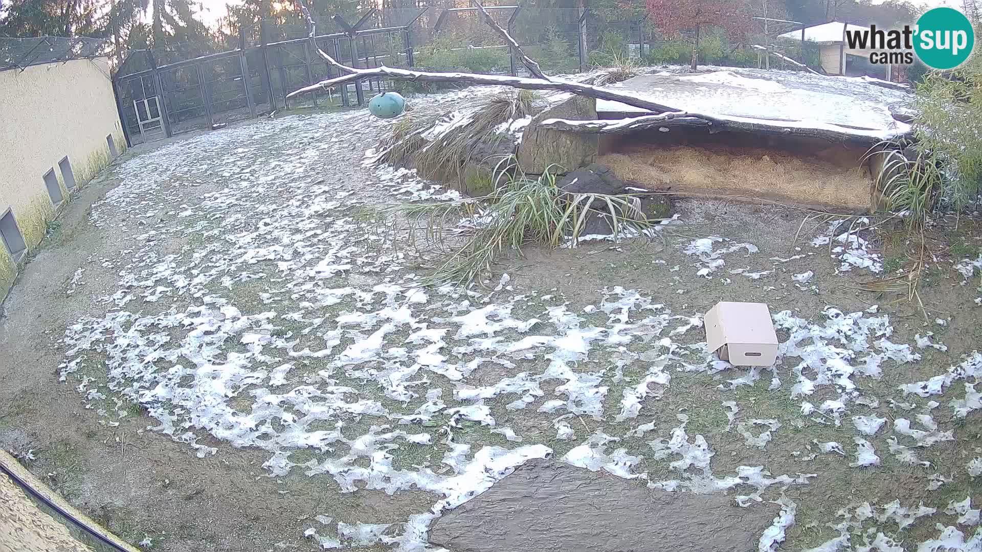 LEONE live Webcam nello zoo di Lubiana – Slovenia