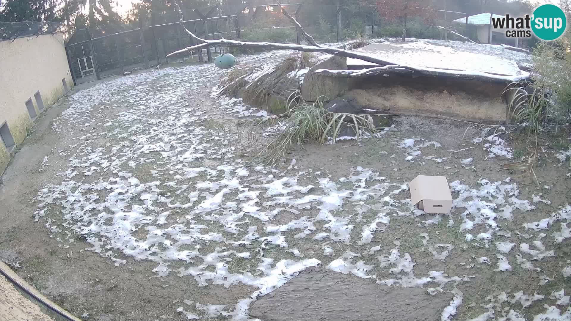 Löwe live Webcam im Zoo von Ljubljana – Slowenien