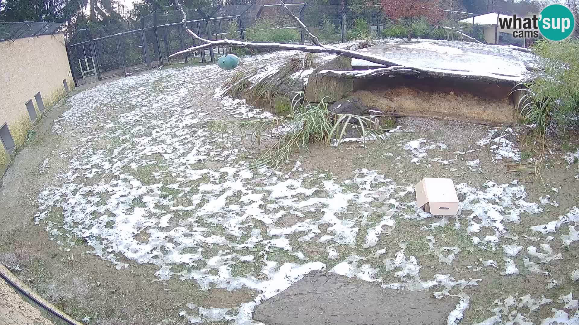 LEON Webcam en vivo en Ljubljana Zoo – Eslovenia