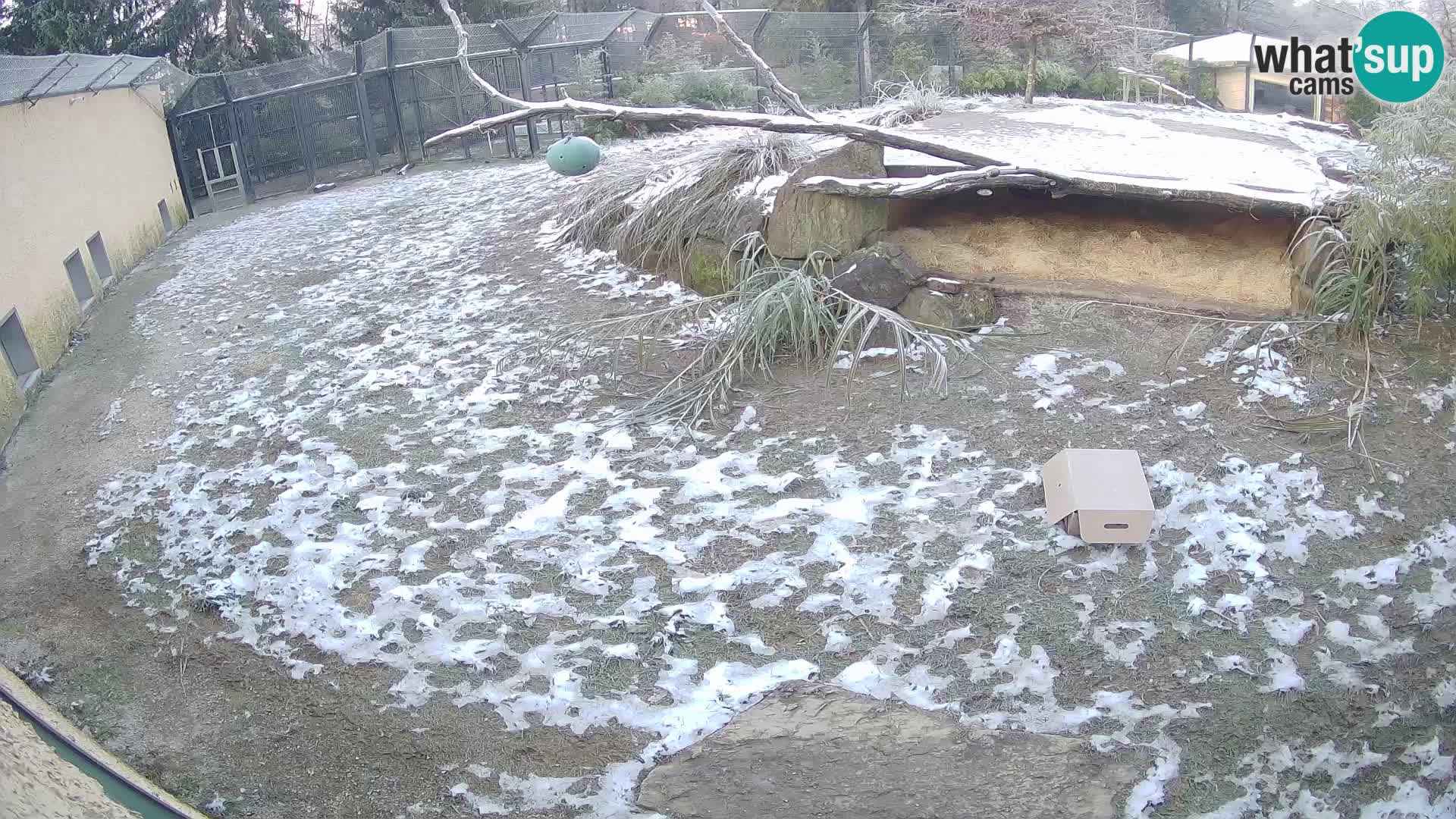 LEON Webcam en vivo en Ljubljana Zoo – Eslovenia