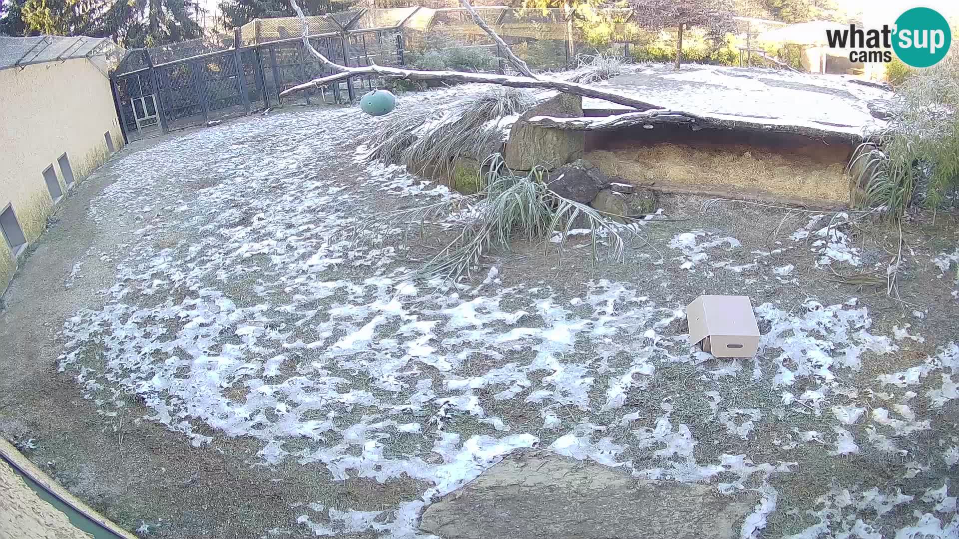 LEONE live Webcam nello zoo di Lubiana – Slovenia