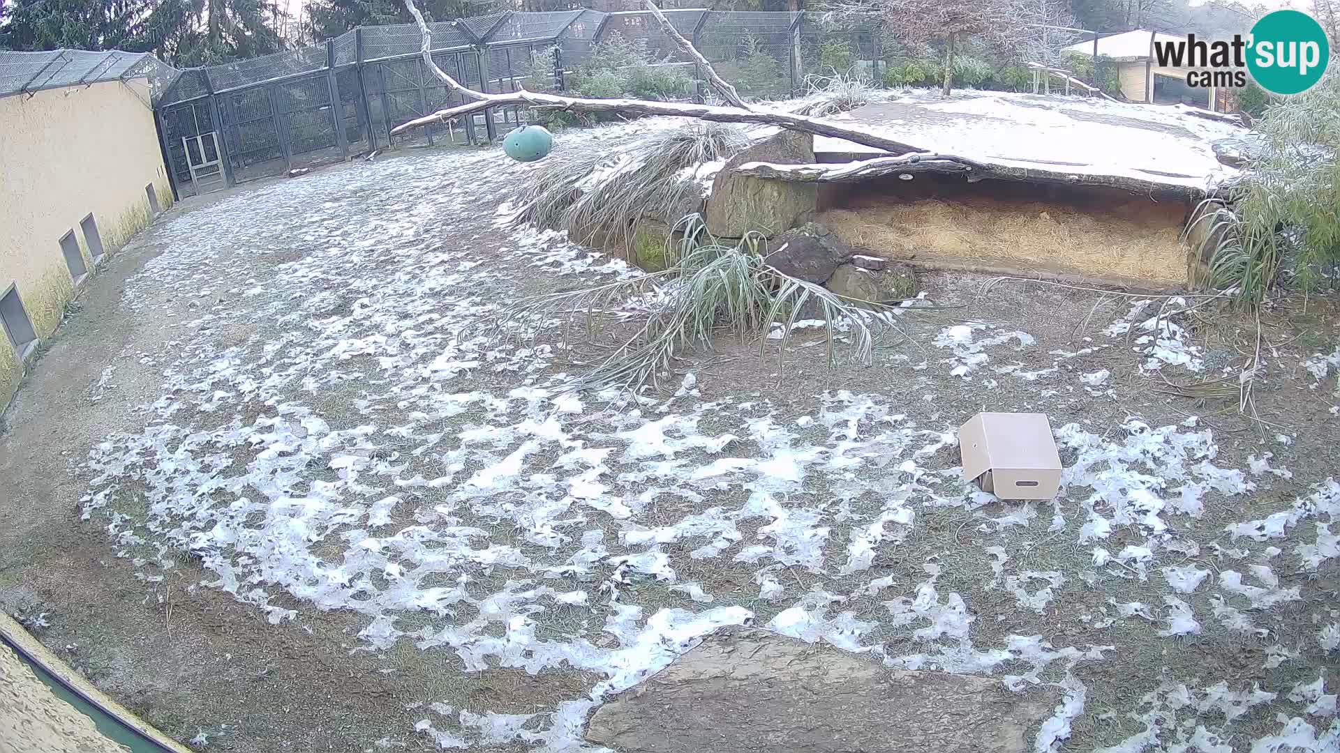 LEVI spletna kamera v živalskem vrtu Ljubljana Zoo