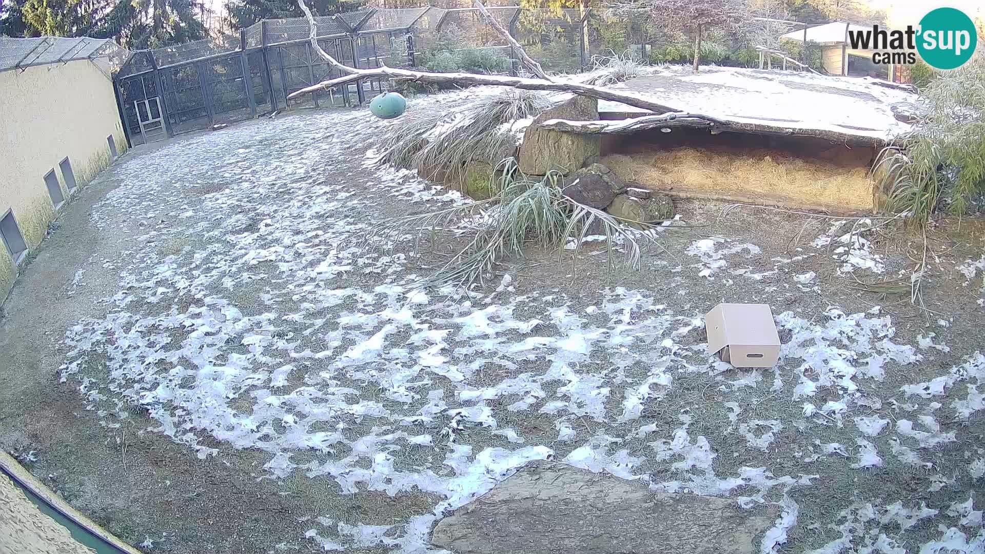 Löwe live Webcam im Zoo von Ljubljana – Slowenien