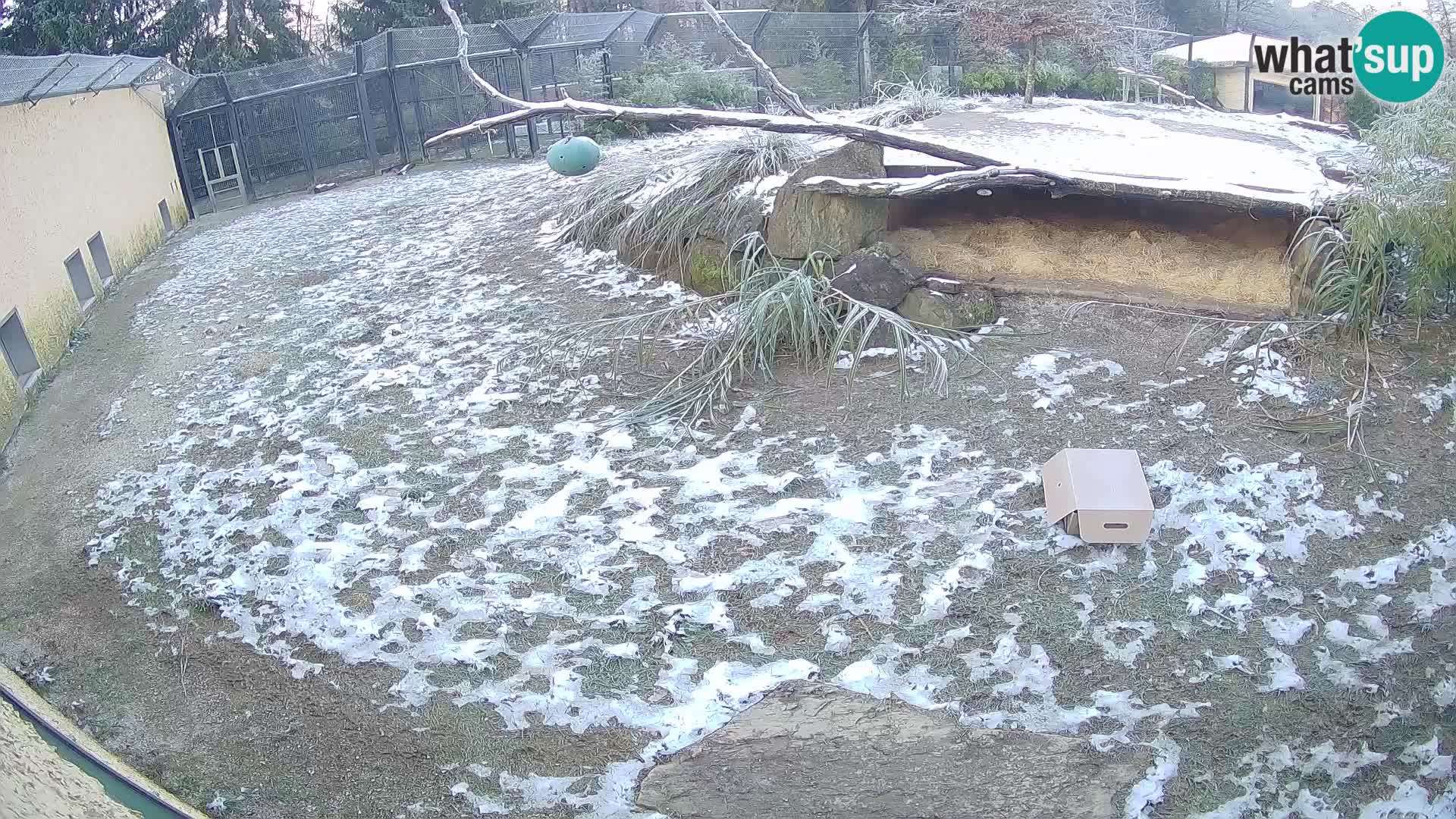 LEONE live Webcam nello zoo di Lubiana – Slovenia