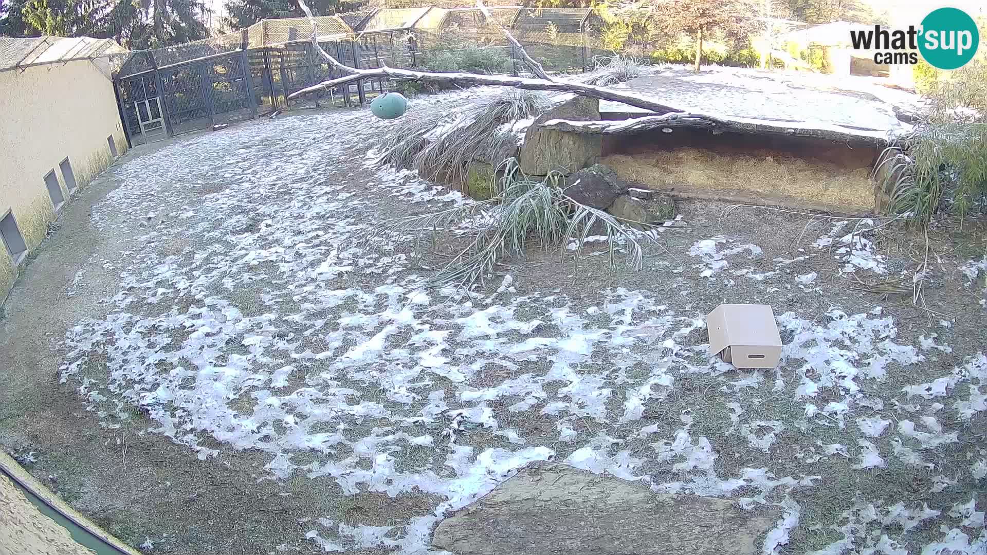 LEONE live Webcam nello zoo di Lubiana – Slovenia