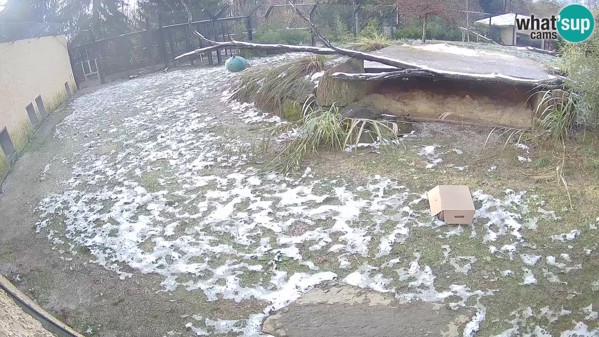 Löwe live Webcam im Zoo von Ljubljana – Slowenien