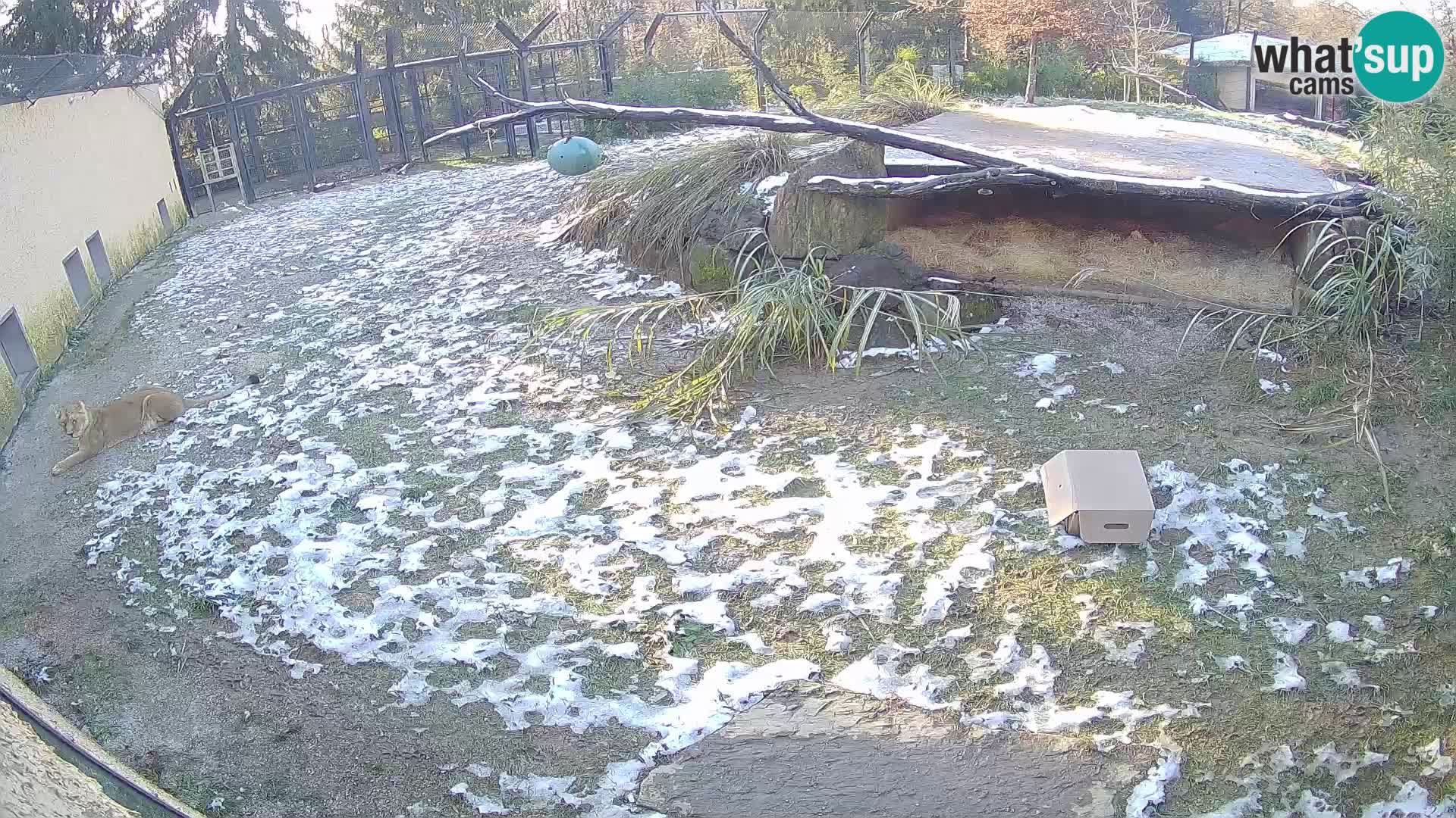 LEVI spletna kamera v živalskem vrtu Ljubljana Zoo