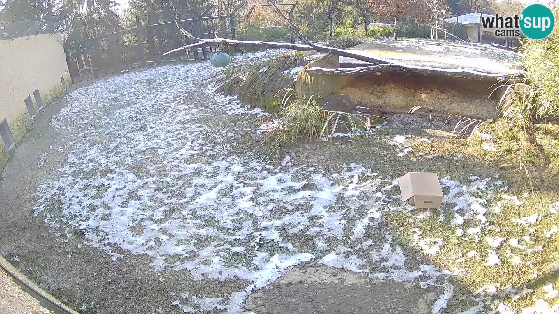 Löwe live Webcam im Zoo von Ljubljana – Slowenien