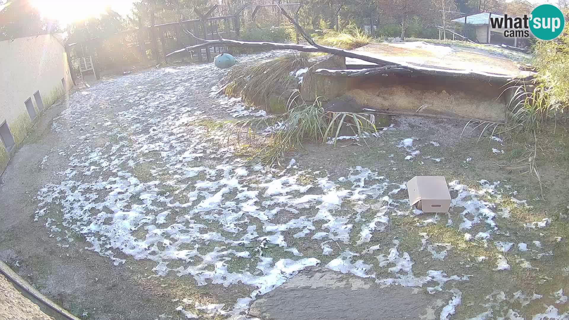 Löwe live Webcam im Zoo von Ljubljana – Slowenien