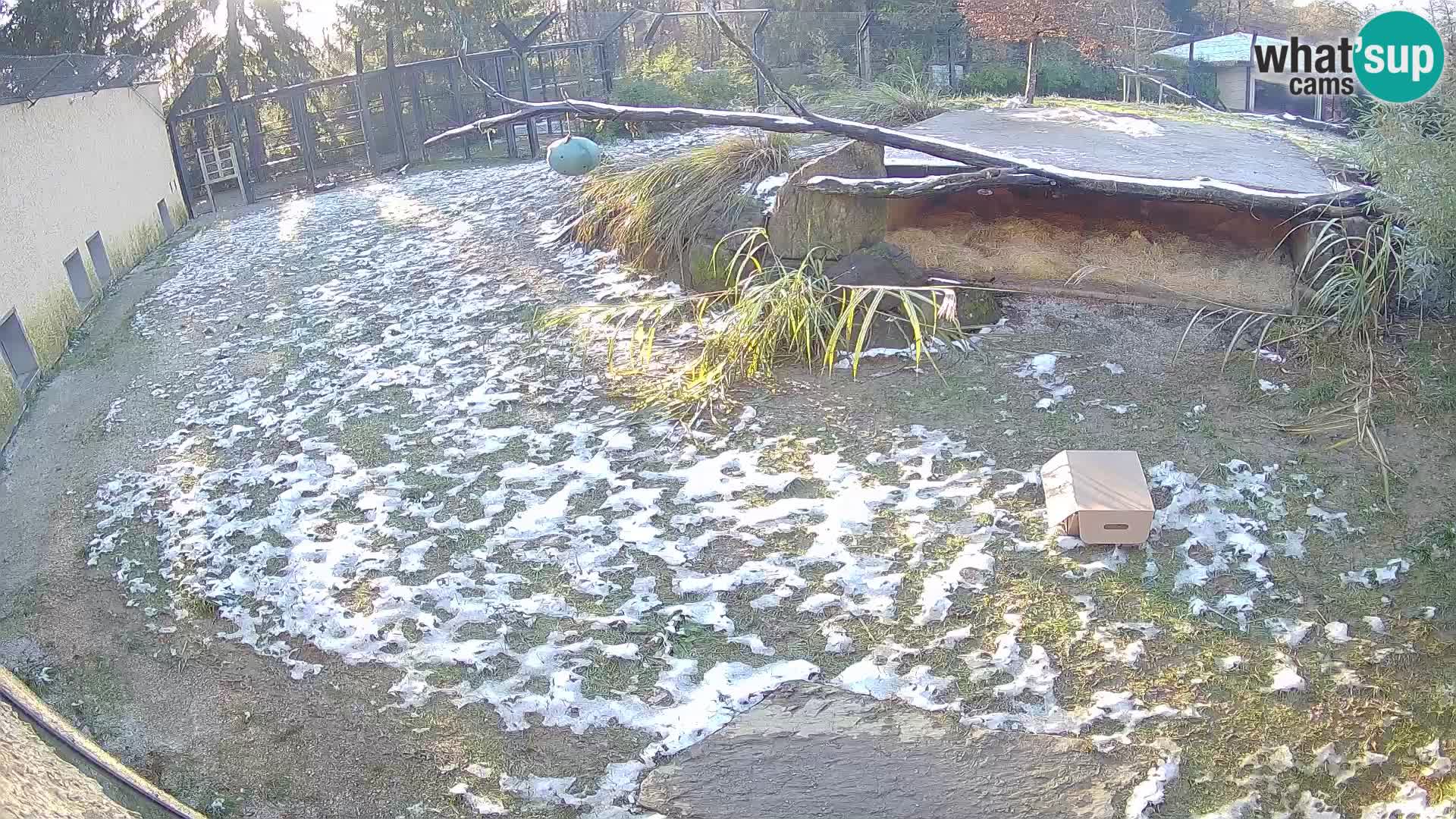 LEONE live Webcam nello zoo di Lubiana – Slovenia