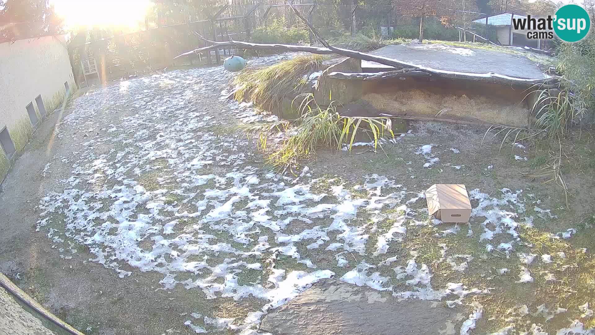 Löwe live Webcam im Zoo von Ljubljana – Slowenien