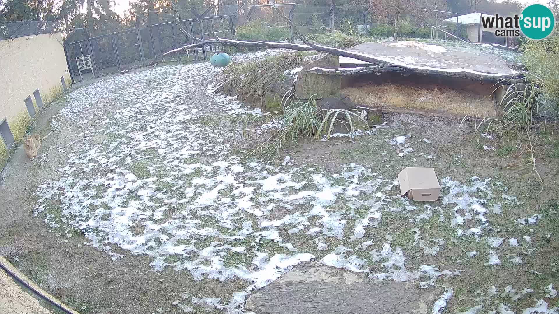 LEONE live Webcam nello zoo di Lubiana – Slovenia