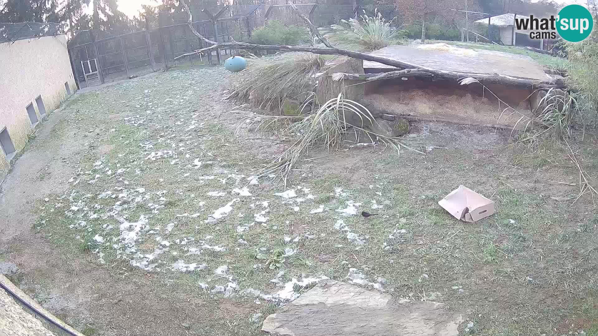 Löwe live Webcam im Zoo von Ljubljana – Slowenien