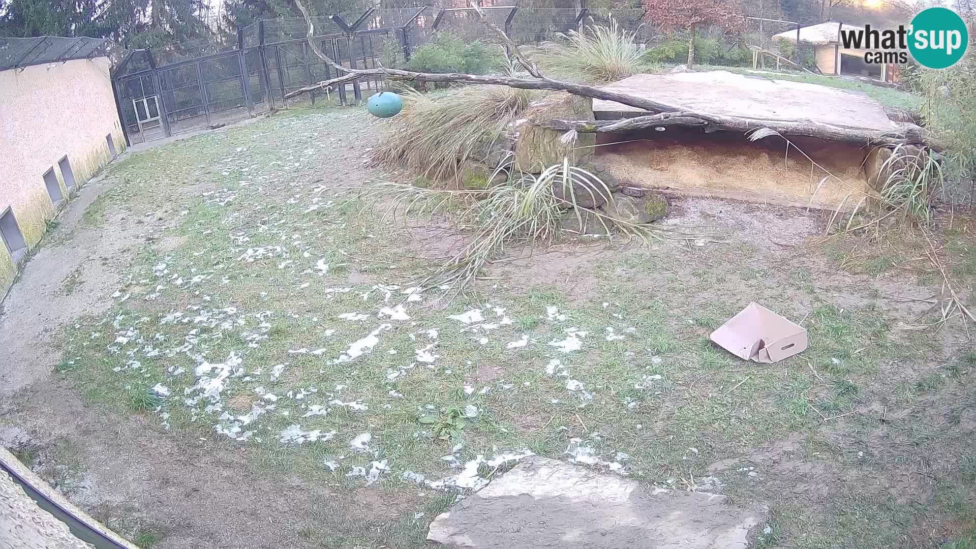 LEONE live Webcam nello zoo di Lubiana – Slovenia