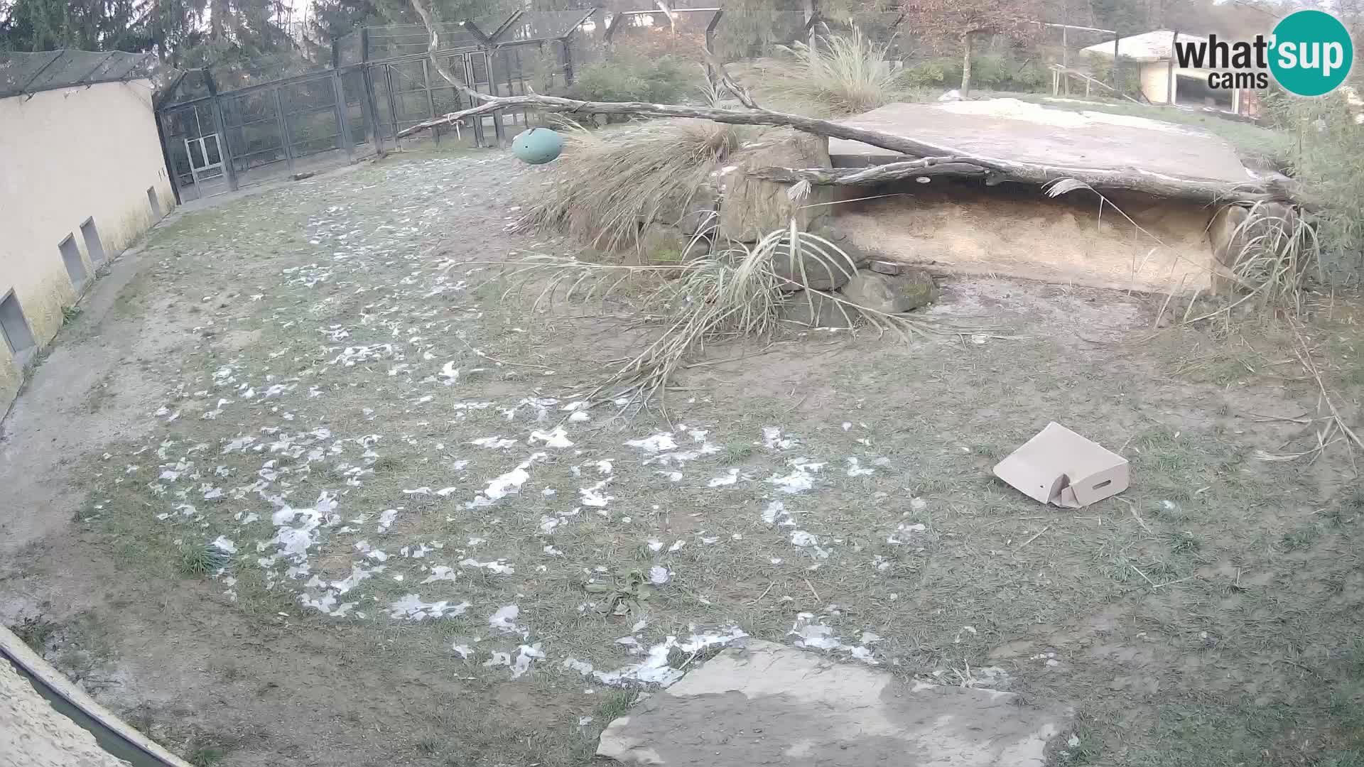 Löwe live Webcam im Zoo von Ljubljana – Slowenien