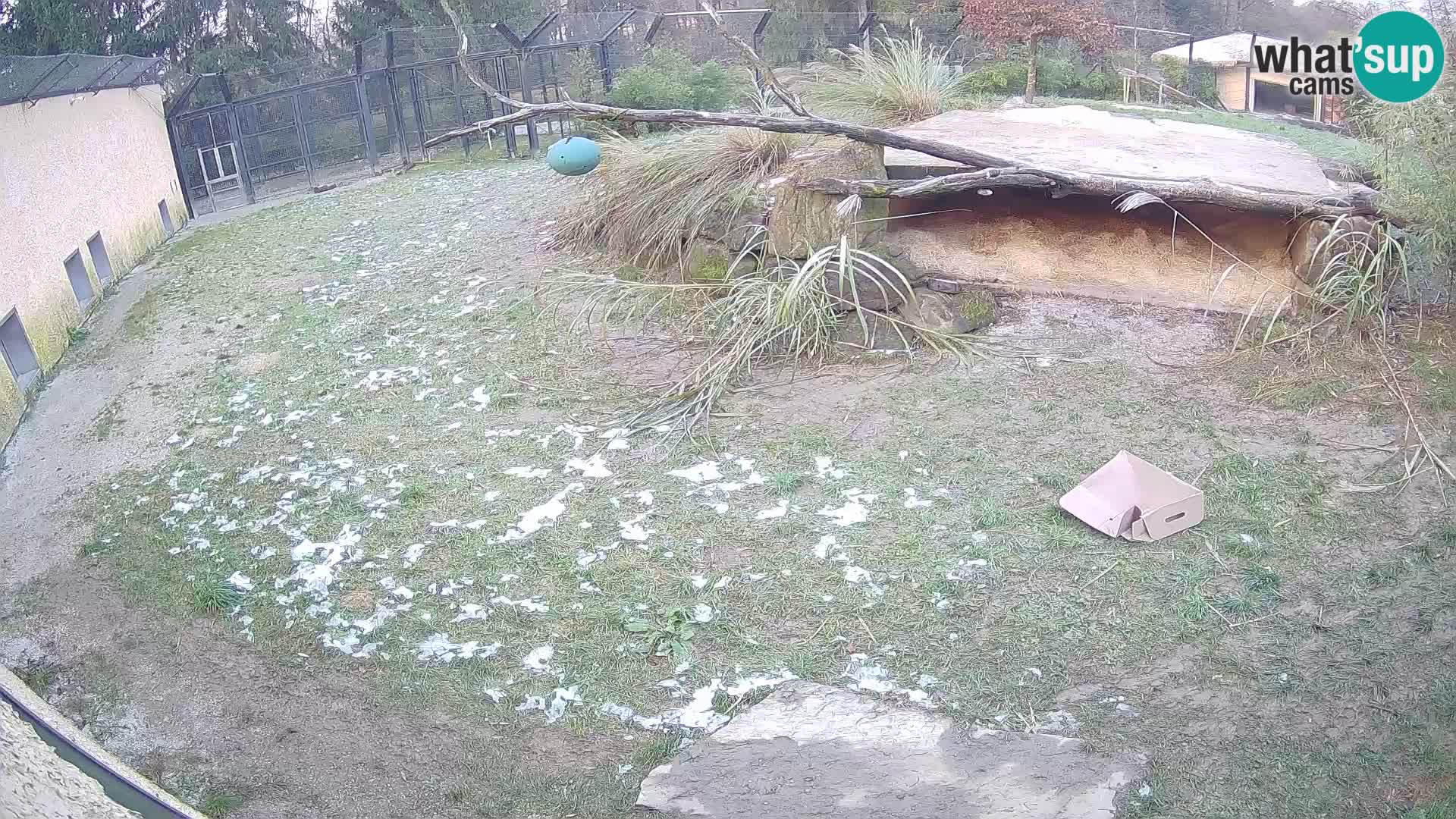 LEVI spletna kamera v živalskem vrtu Ljubljana Zoo