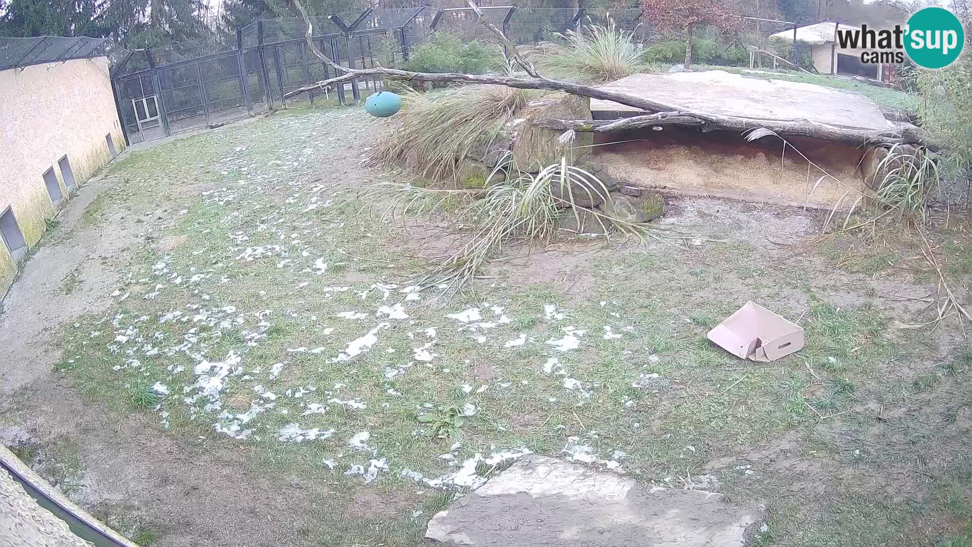 Löwe live Webcam im Zoo von Ljubljana – Slowenien