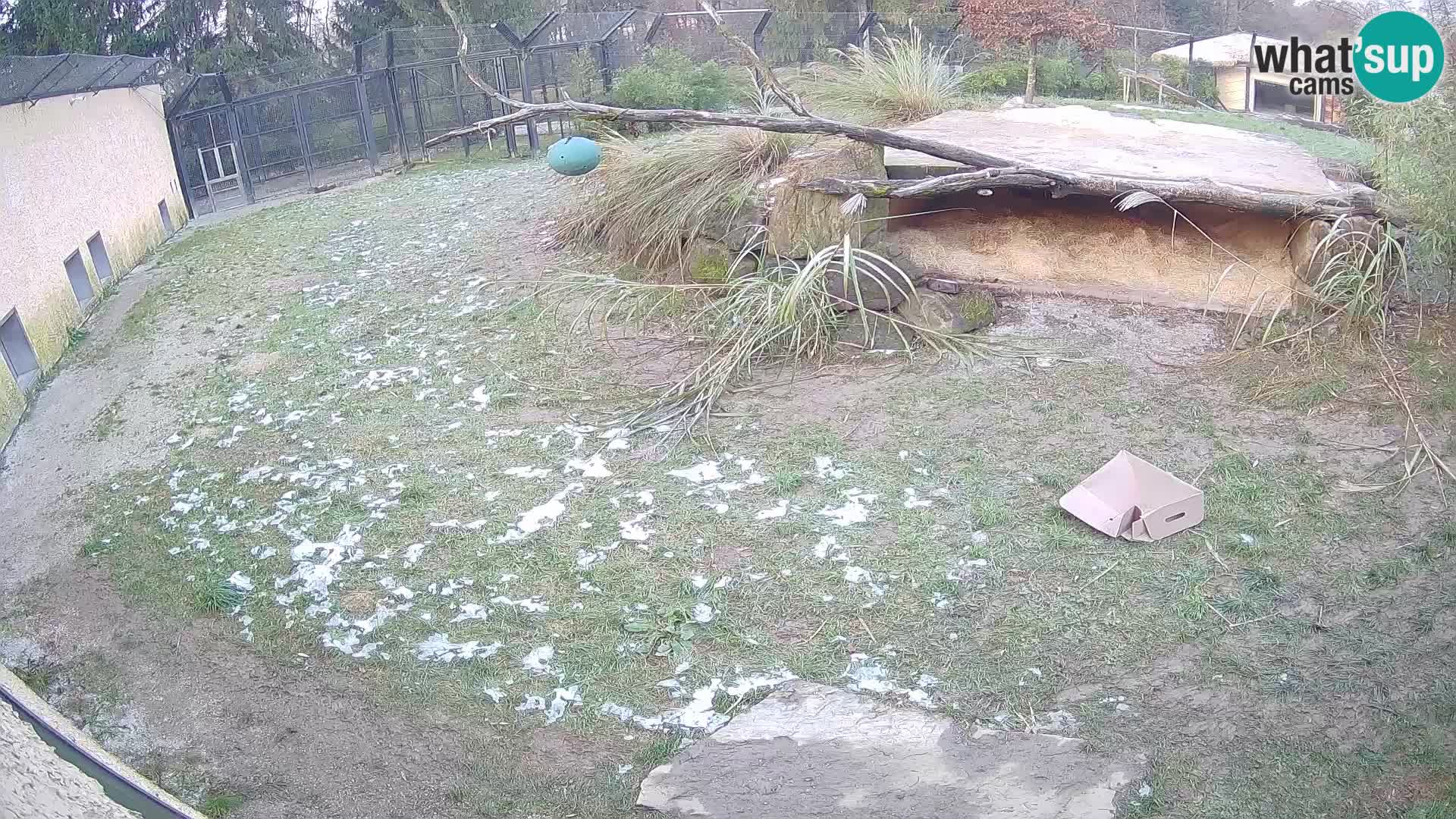 LEVI spletna kamera v živalskem vrtu Ljubljana Zoo