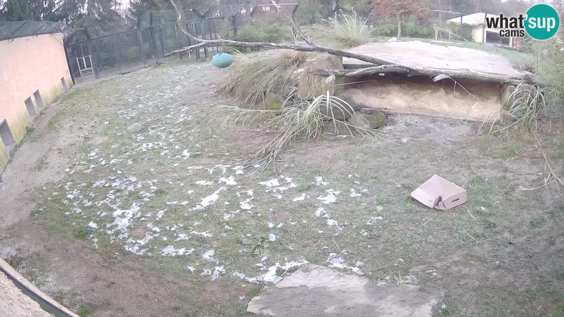 Löwe live Webcam im Zoo von Ljubljana – Slowenien